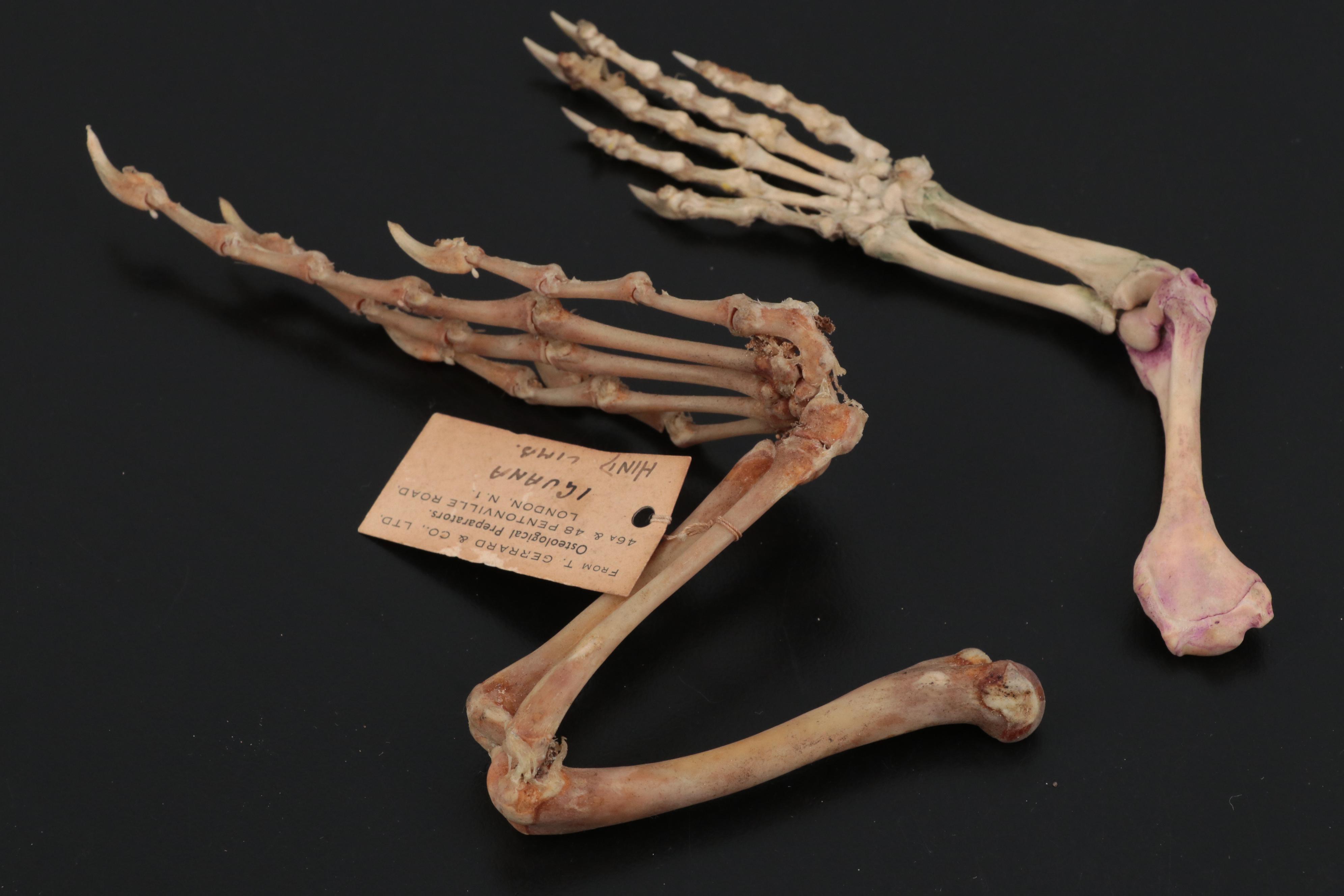 Specimen and Natural History Collection, Late 19th / Early 20th Century