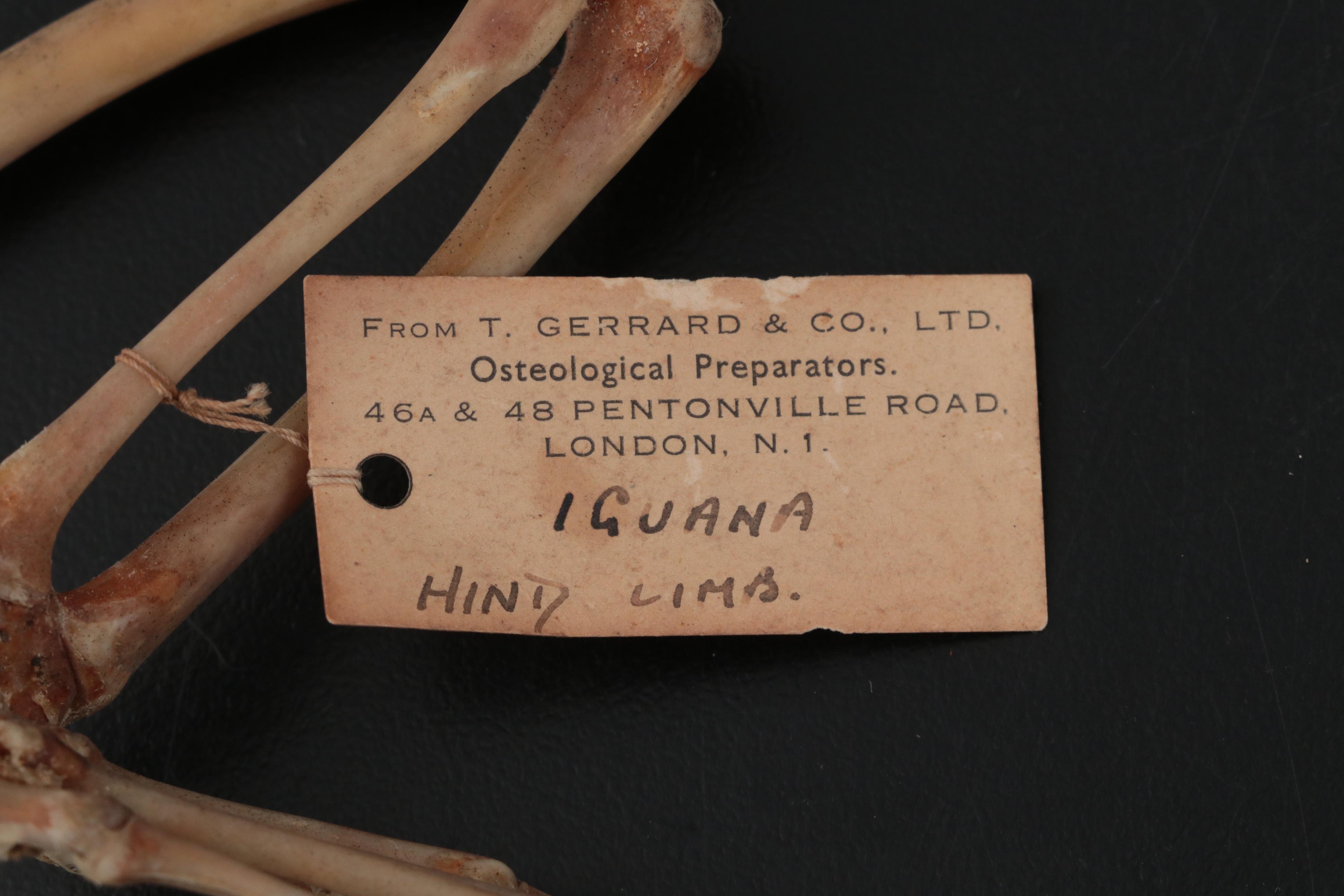 Specimen and Natural History Collection, Late 19th / Early 20th Century