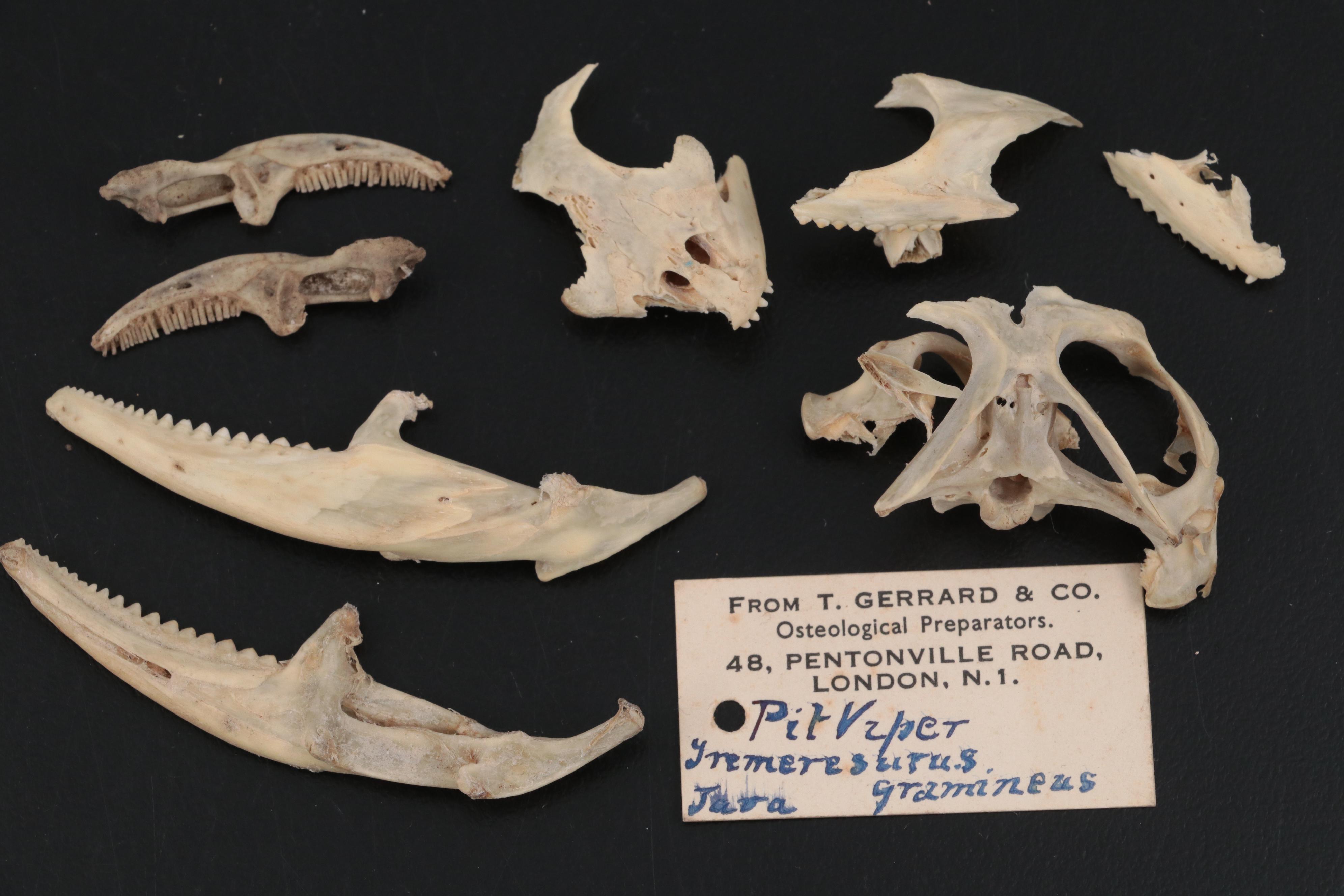 Specimen and Natural History Collection, Late 19th / Early 20th Century