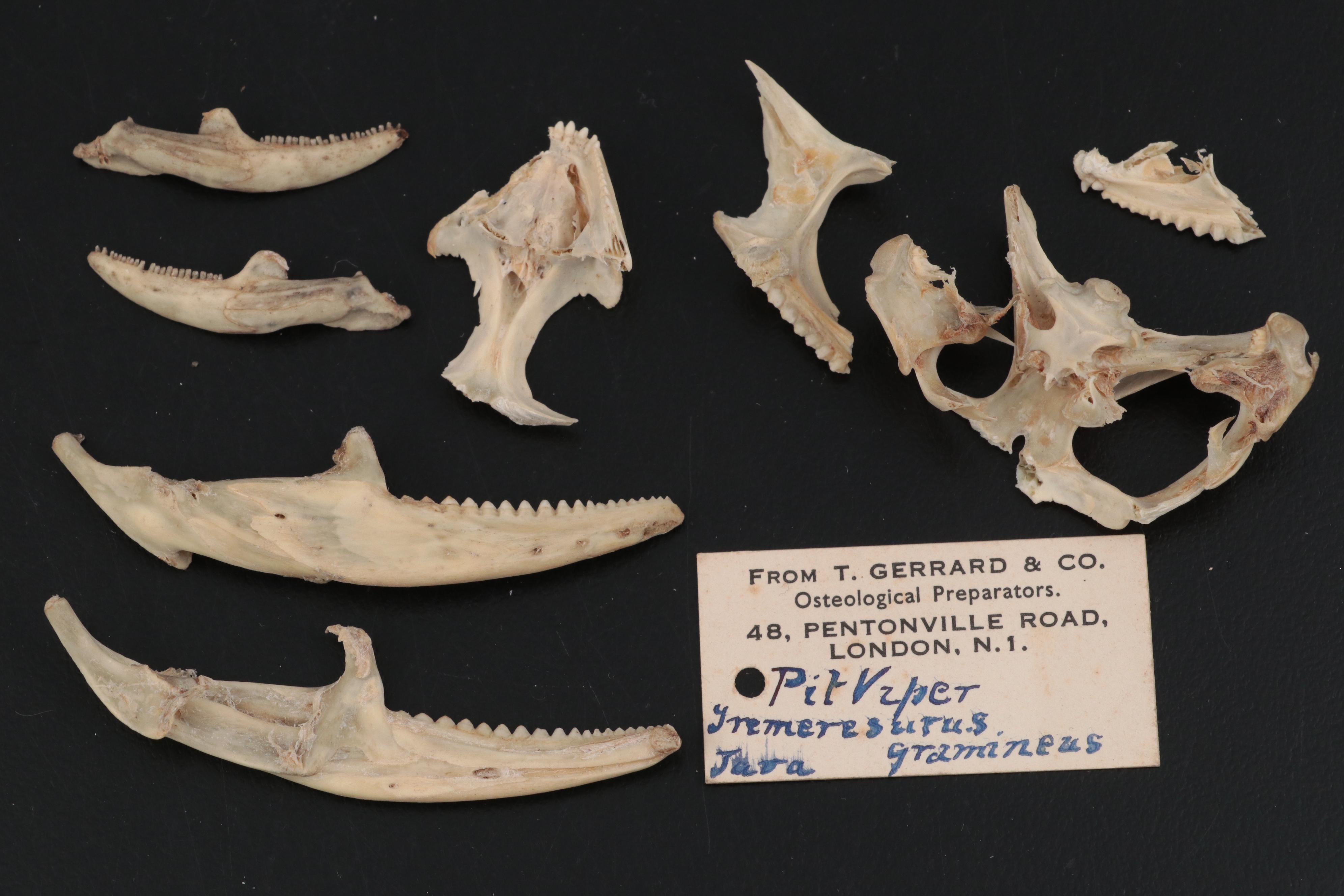 Specimen and Natural History Collection, Late 19th / Early 20th Century