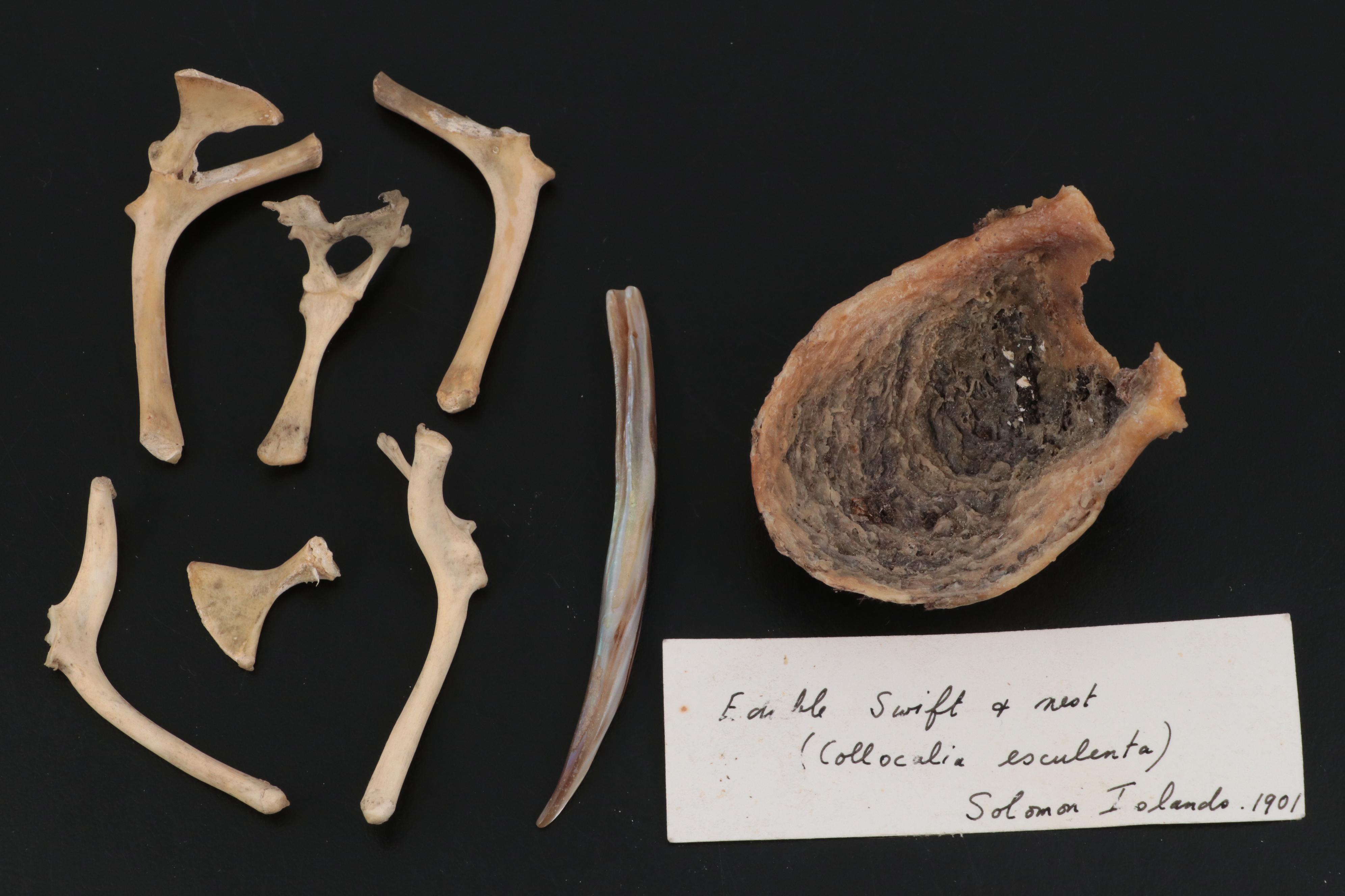 Specimen and Natural History Collection, Late 19th / Early 20th Century