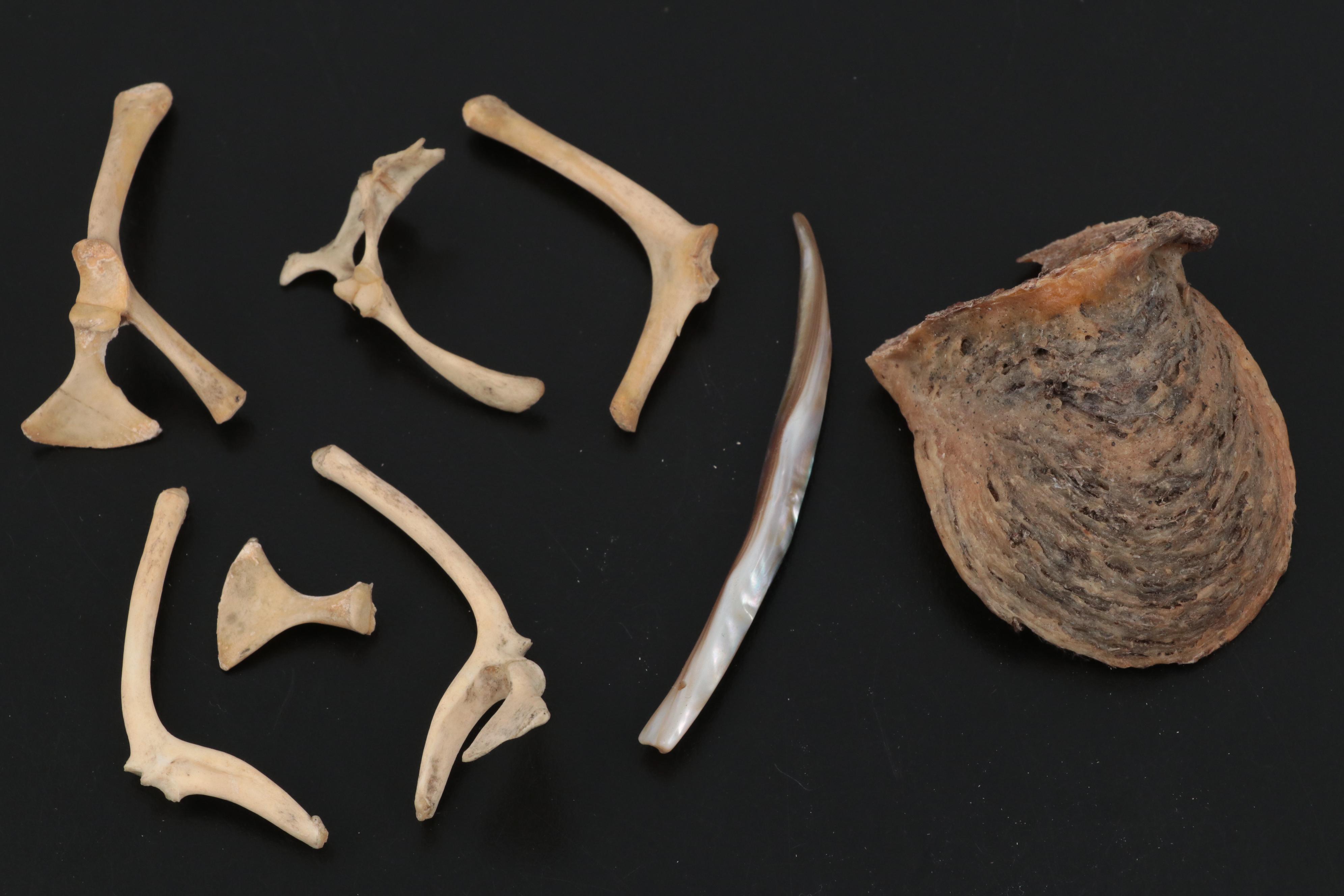 Specimen and Natural History Collection, Late 19th / Early 20th Century