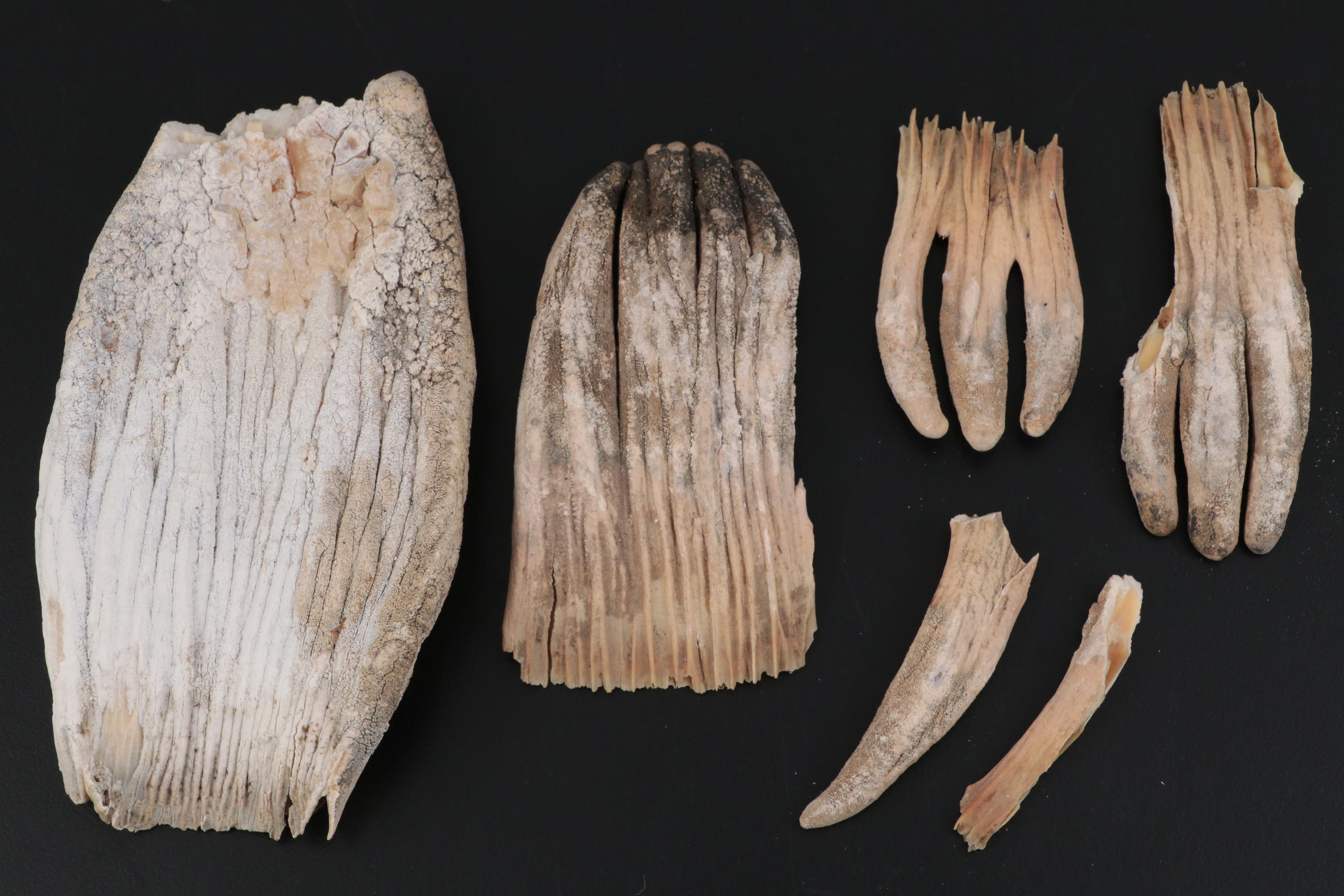 Specimen and Natural History Collection, Late 19th / Early 20th Century