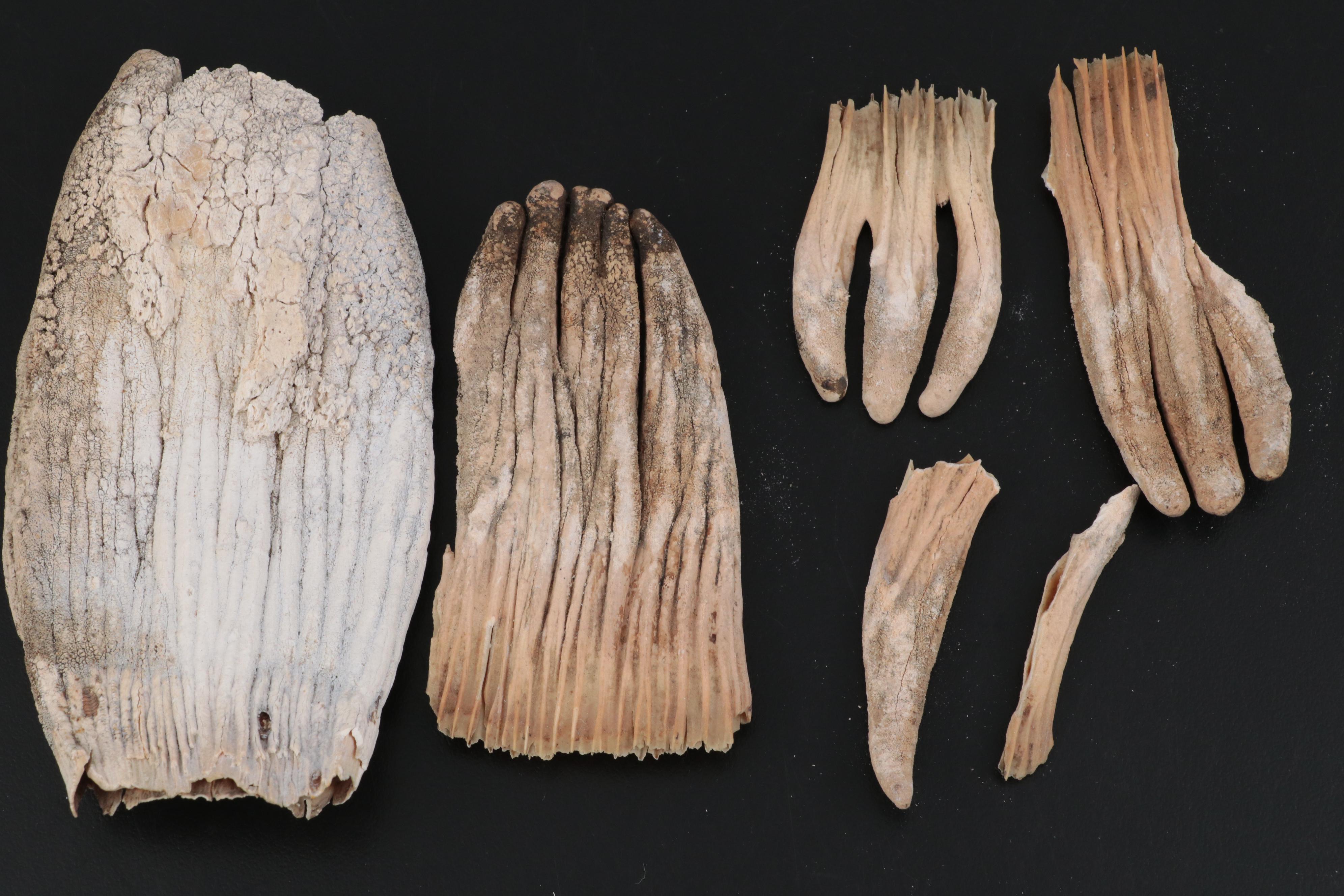 Specimen and Natural History Collection, Late 19th / Early 20th Century