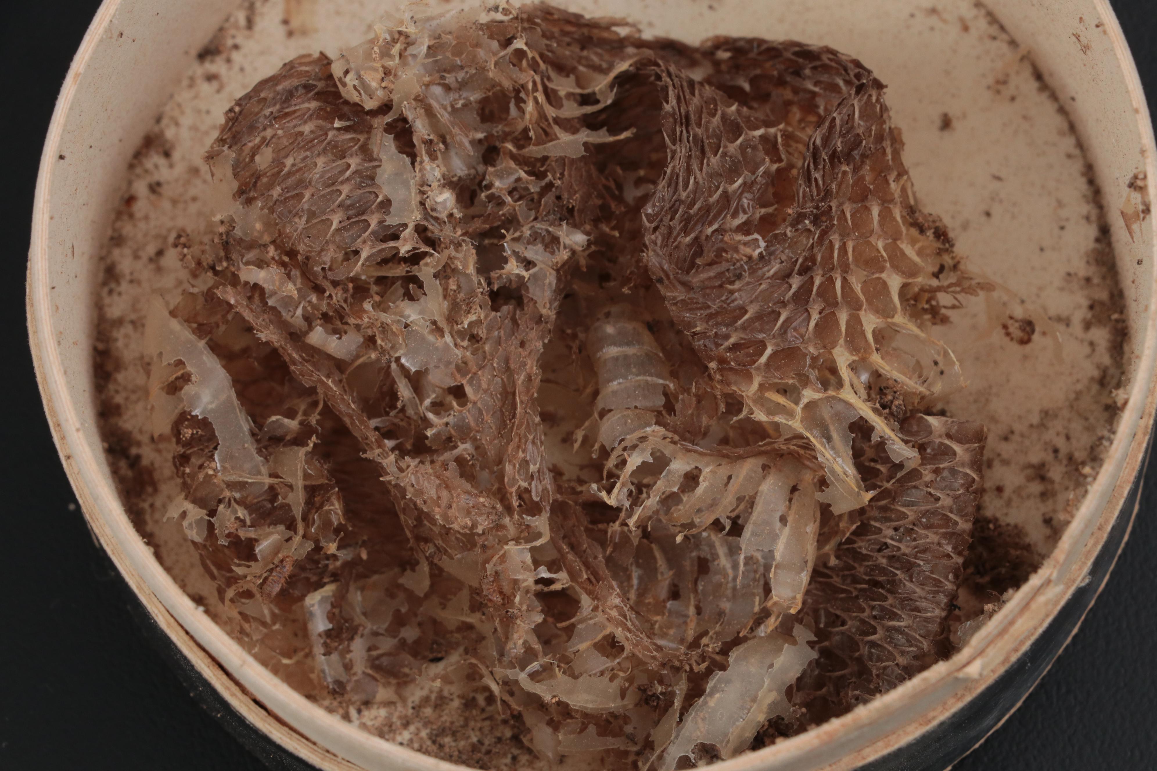 Specimen and Natural History Collection, Late 19th / Early 20th Century