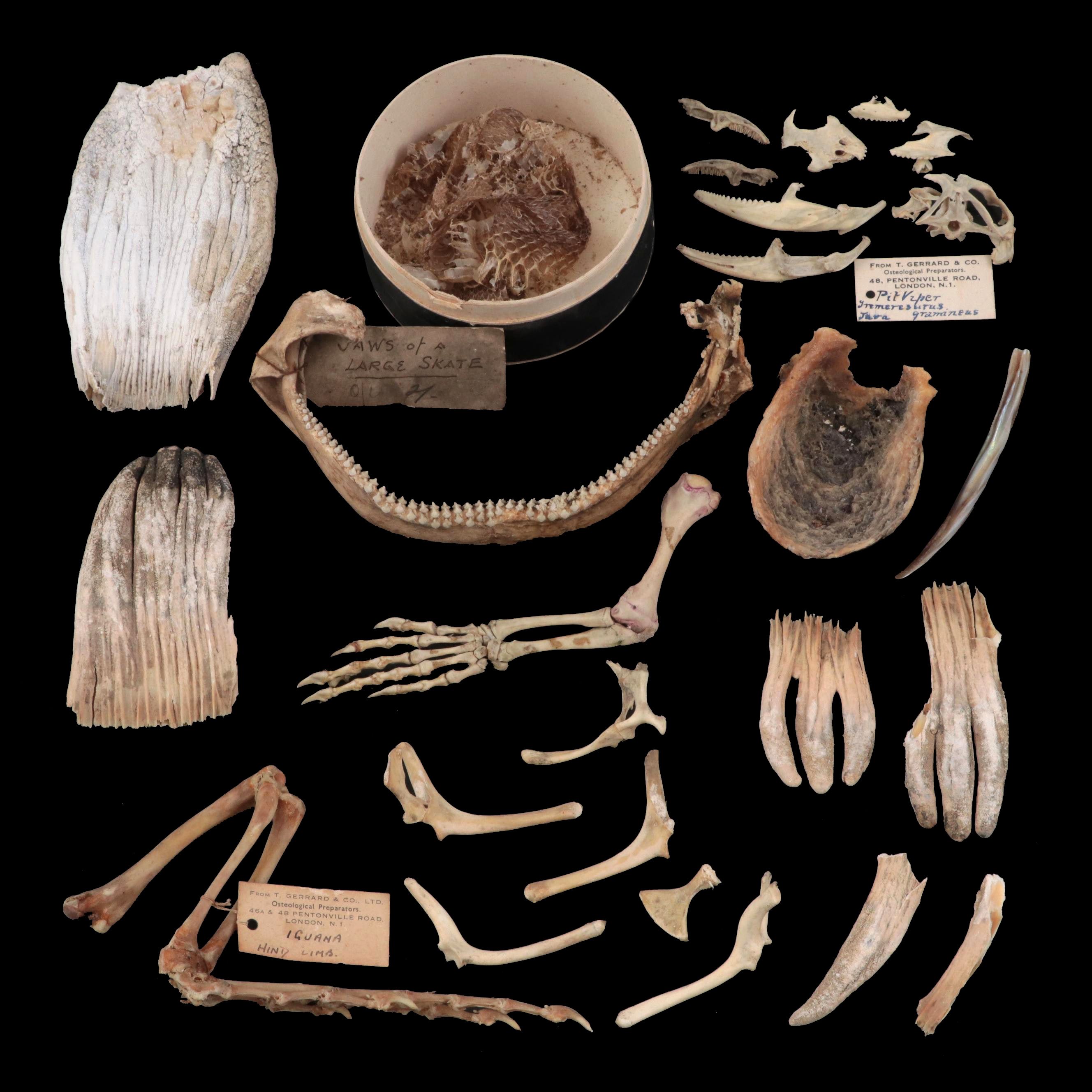 Specimen and Natural History Collection, Late 19th / Early 20th Century