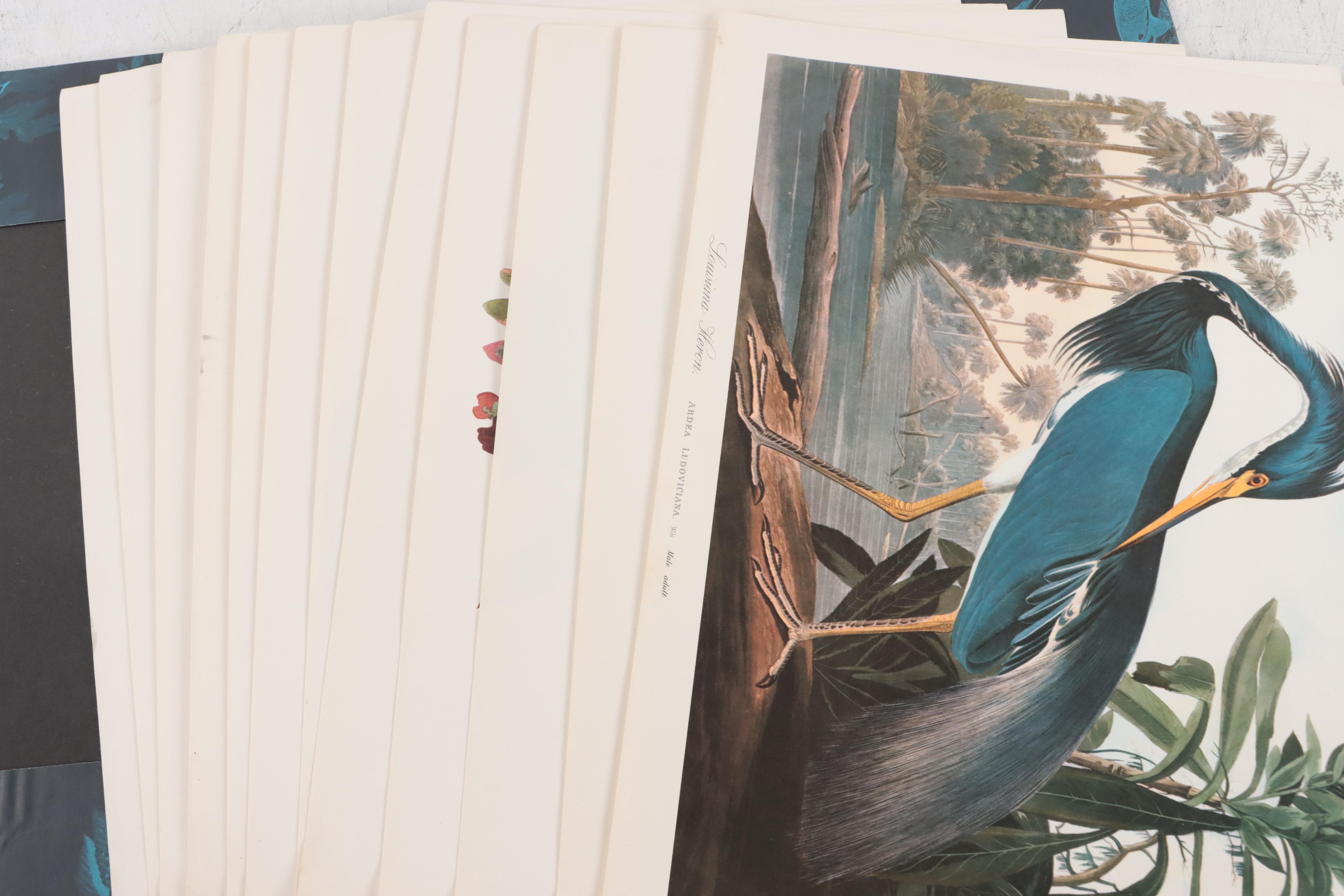 Portfolio of Offset Lithographs of Birds After John J. Audubon