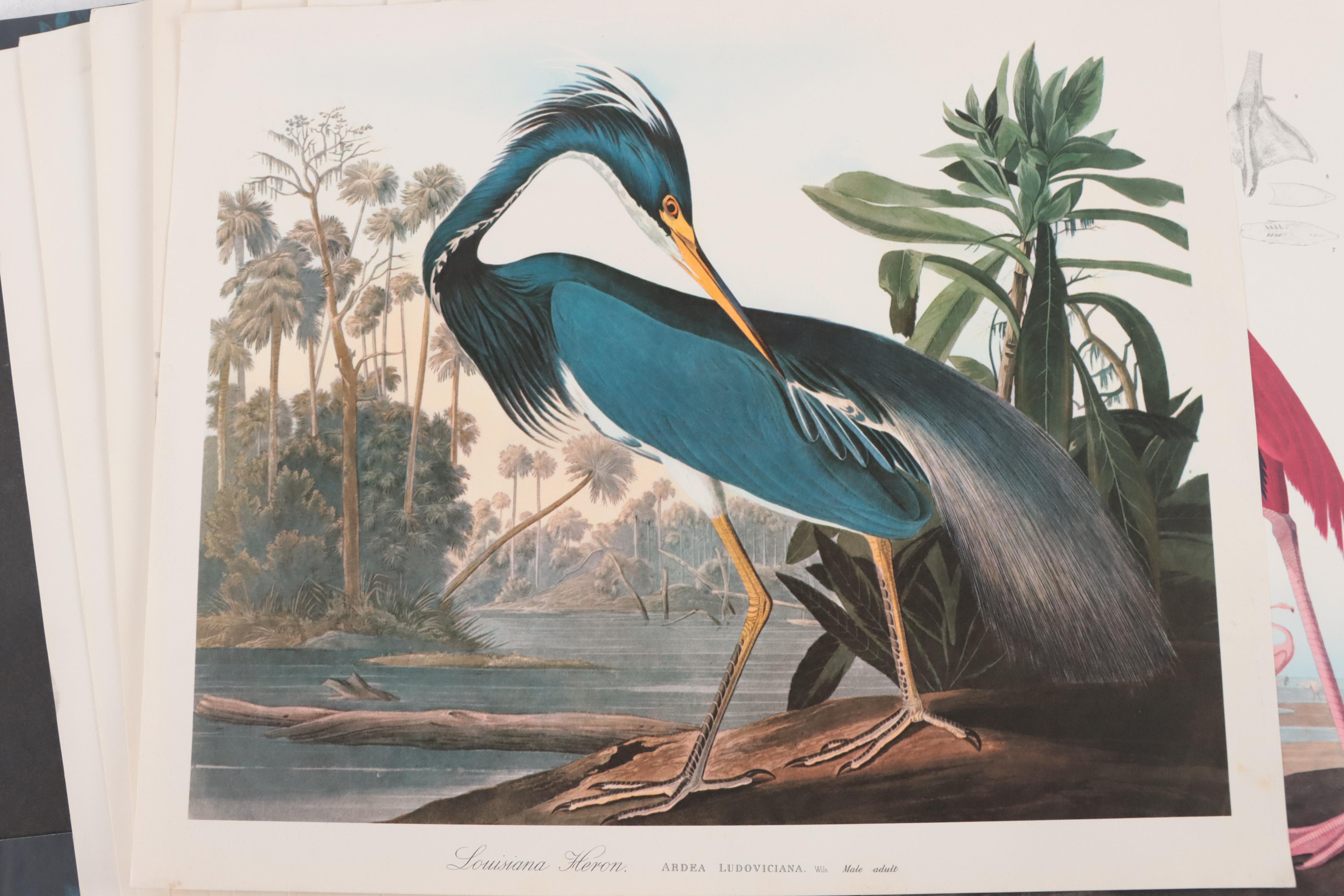 Portfolio of Offset Lithographs of Birds After John J. Audubon