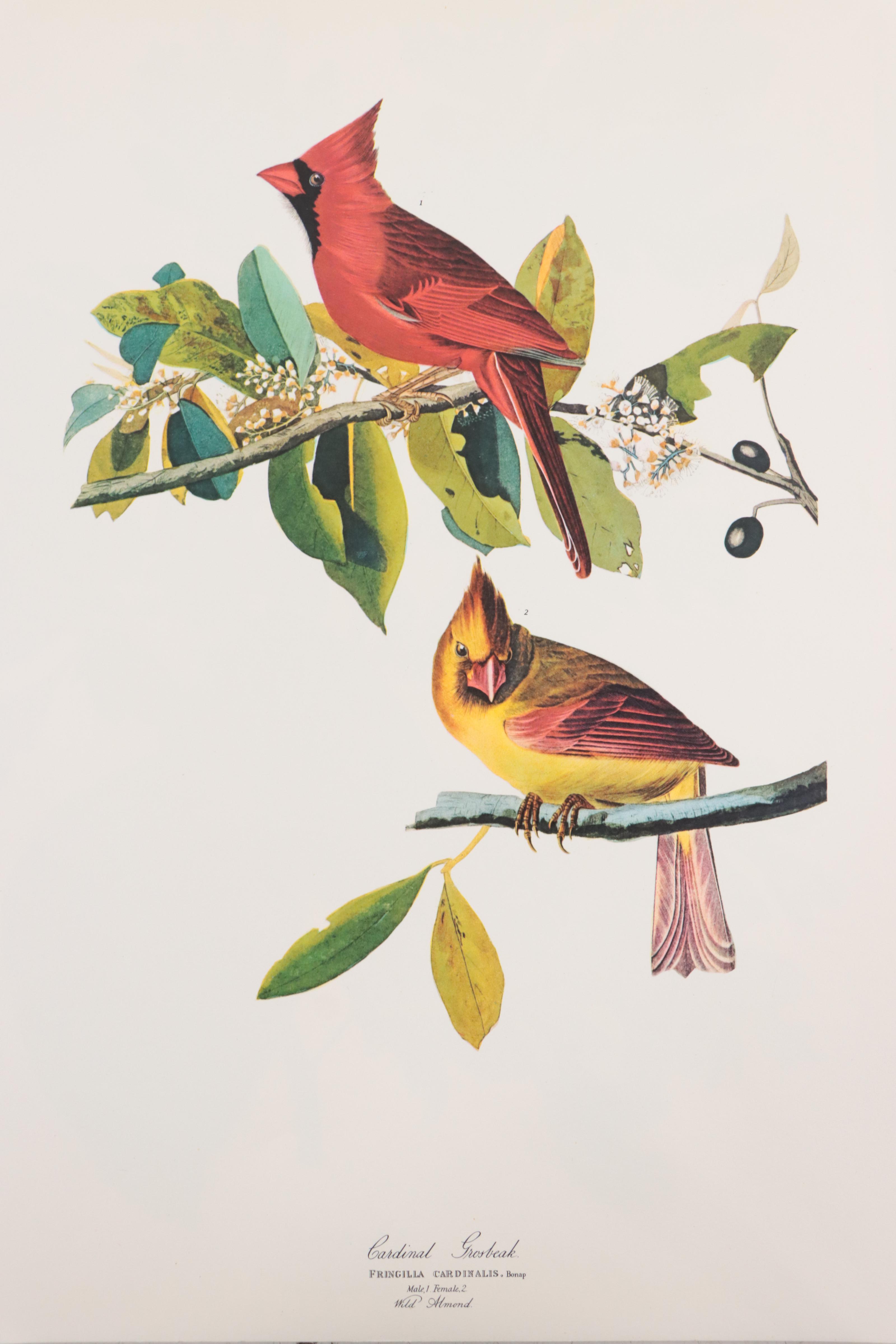 Portfolio of Offset Lithographs of Birds After John J. Audubon