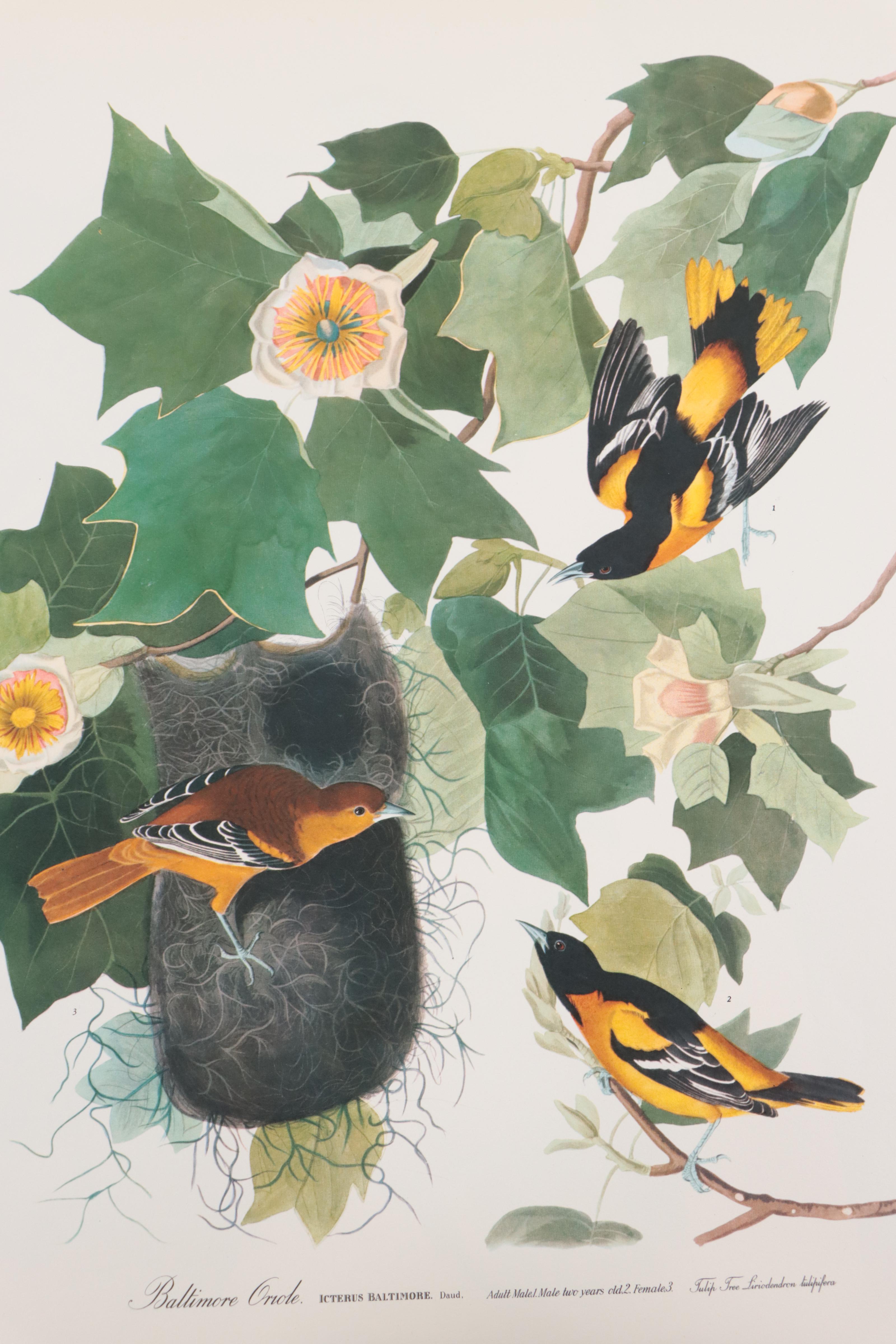 Portfolio of Offset Lithographs of Birds After John J. Audubon