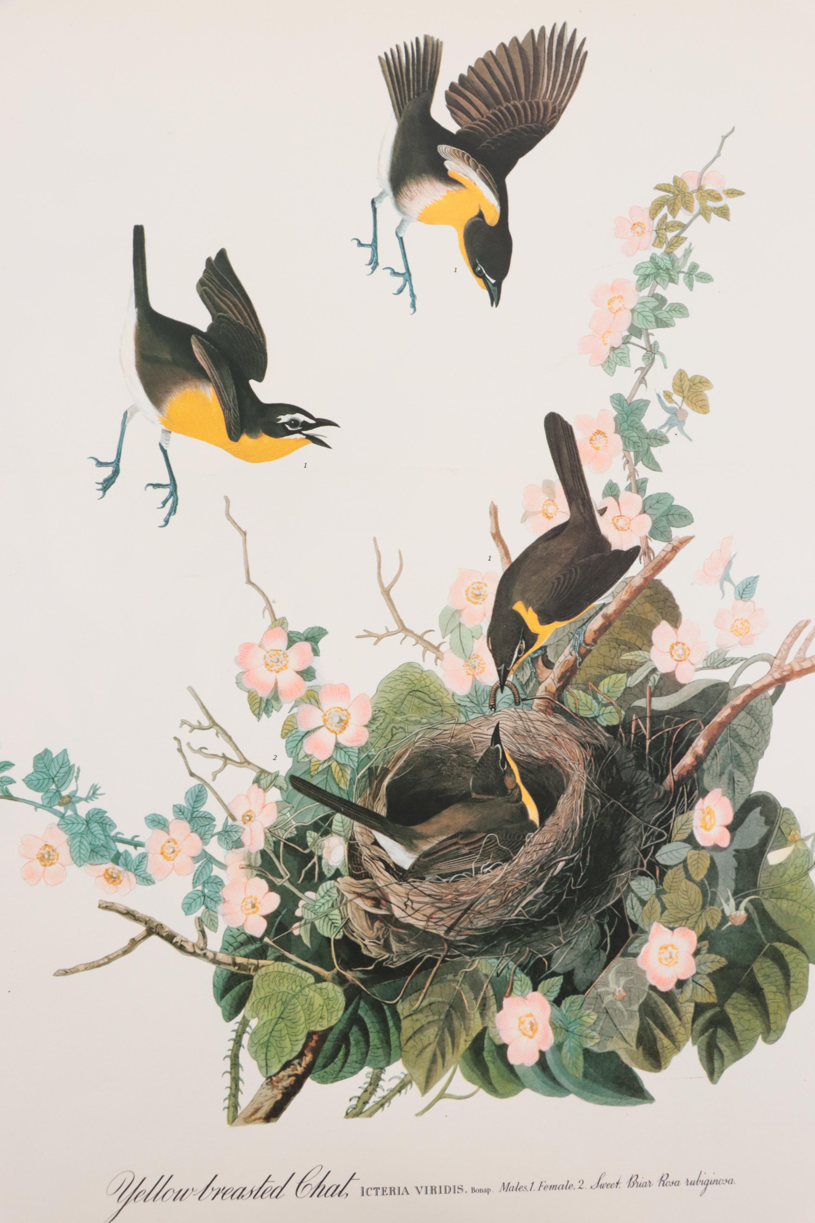 Portfolio of Offset Lithographs of Birds After John J. Audubon