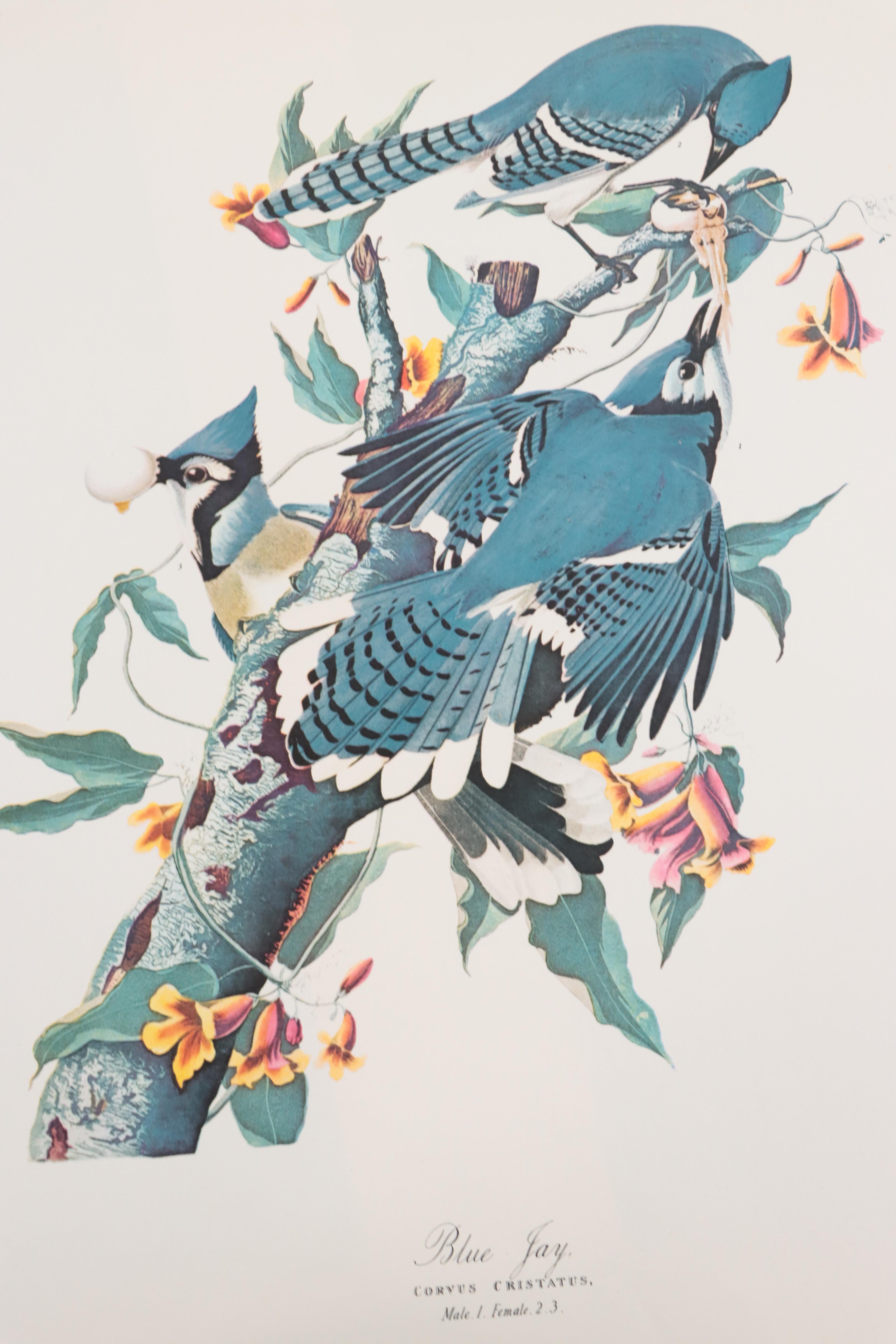 Portfolio of Offset Lithographs of Birds After John J. Audubon
