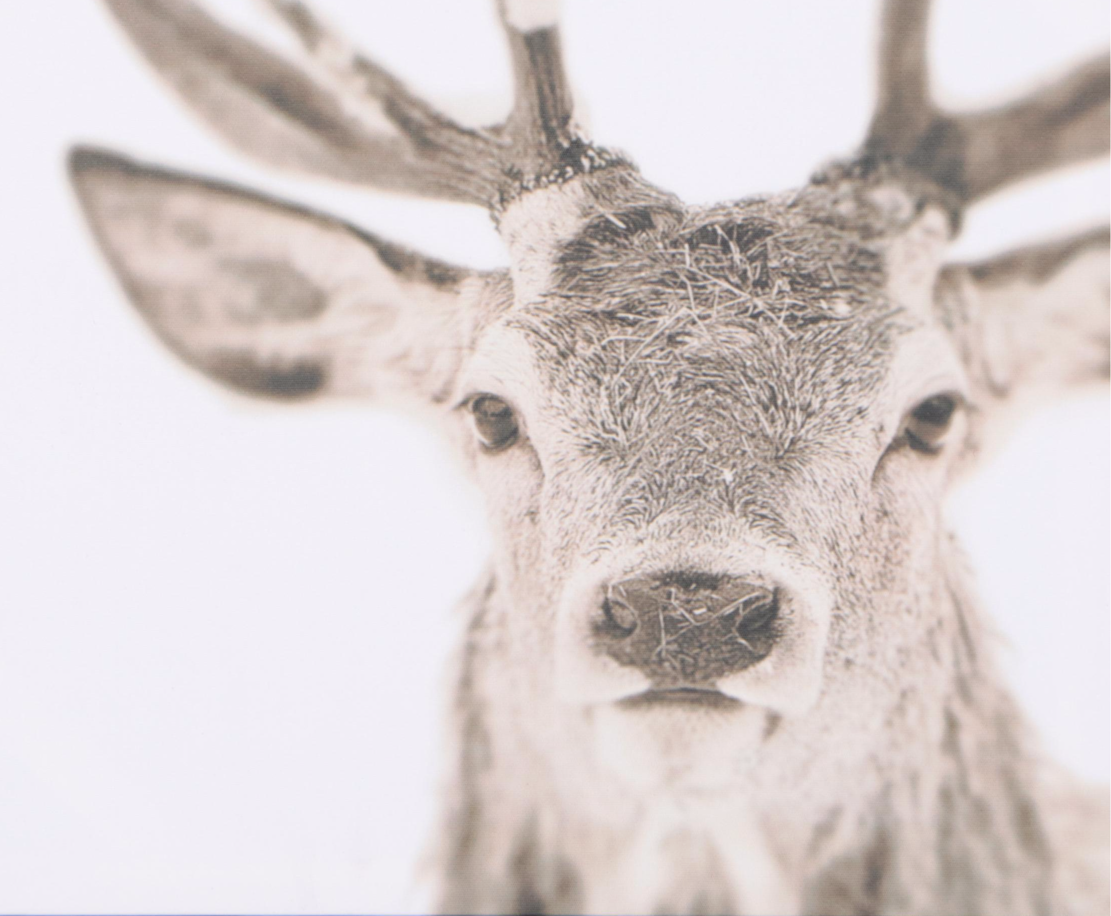 Threshold Deer Giclée Print with Pair of Light Wood Finish Bracket Shelves