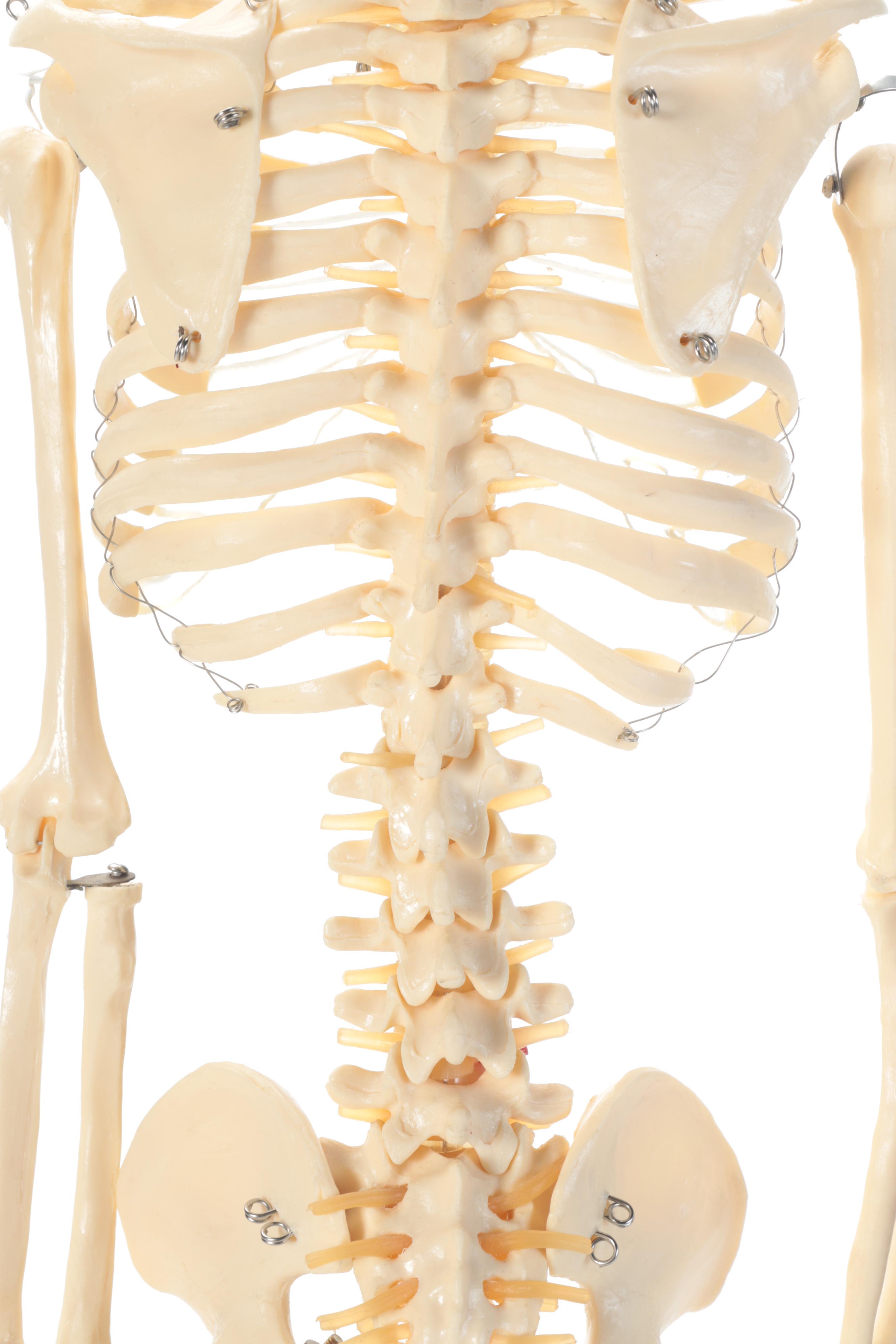 Scale Model Human Anatomy Resin Skeleton with Metal Frame