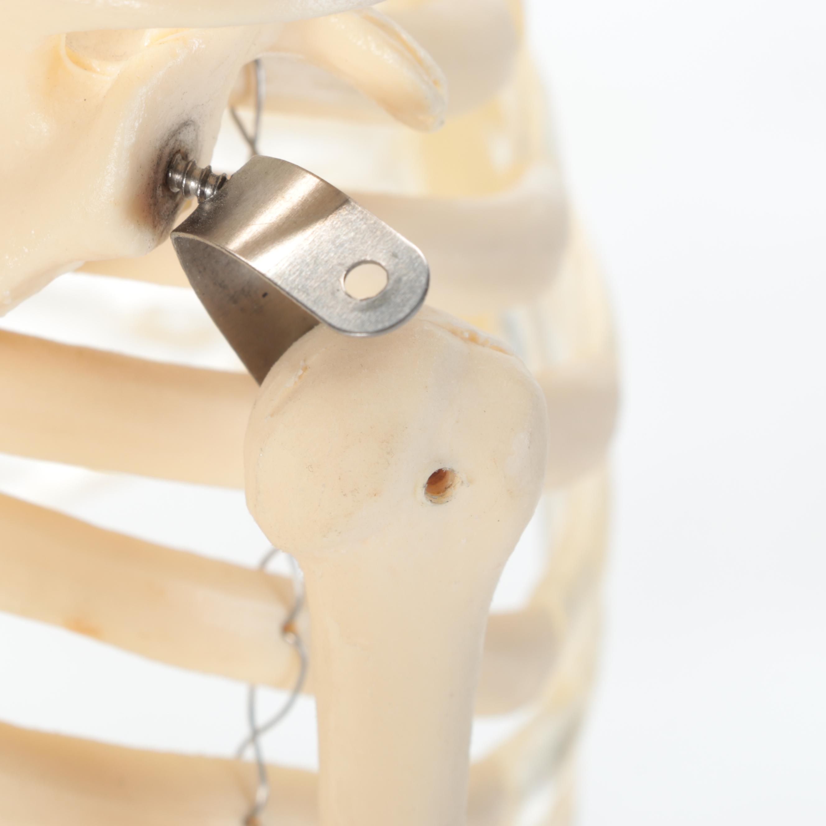 Scale Model Human Anatomy Resin Skeleton with Metal Frame