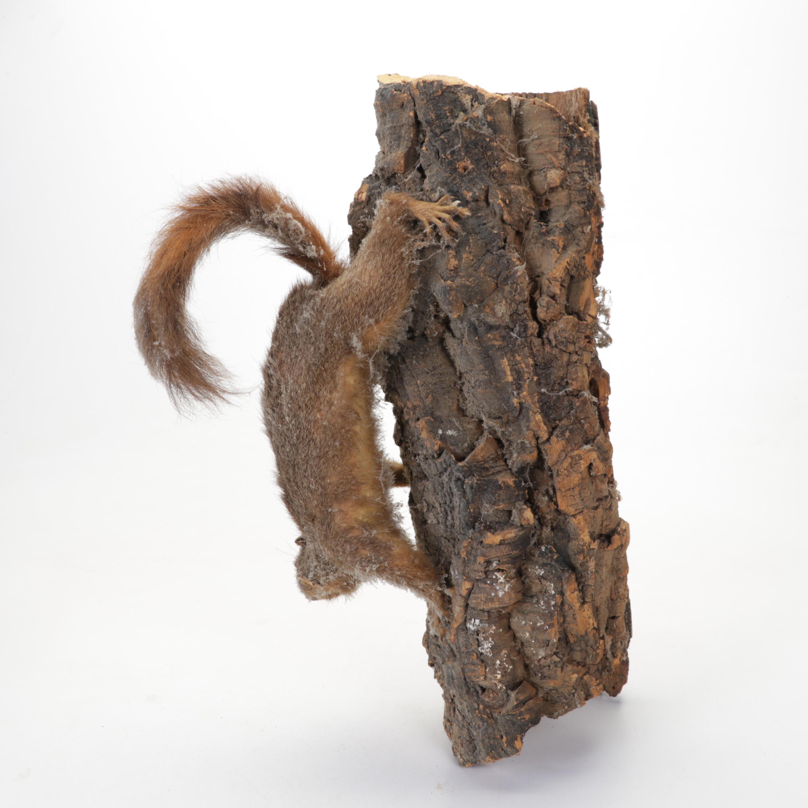 Taxidermy Eastern Fox Squirrel Full Body Mount on Branch