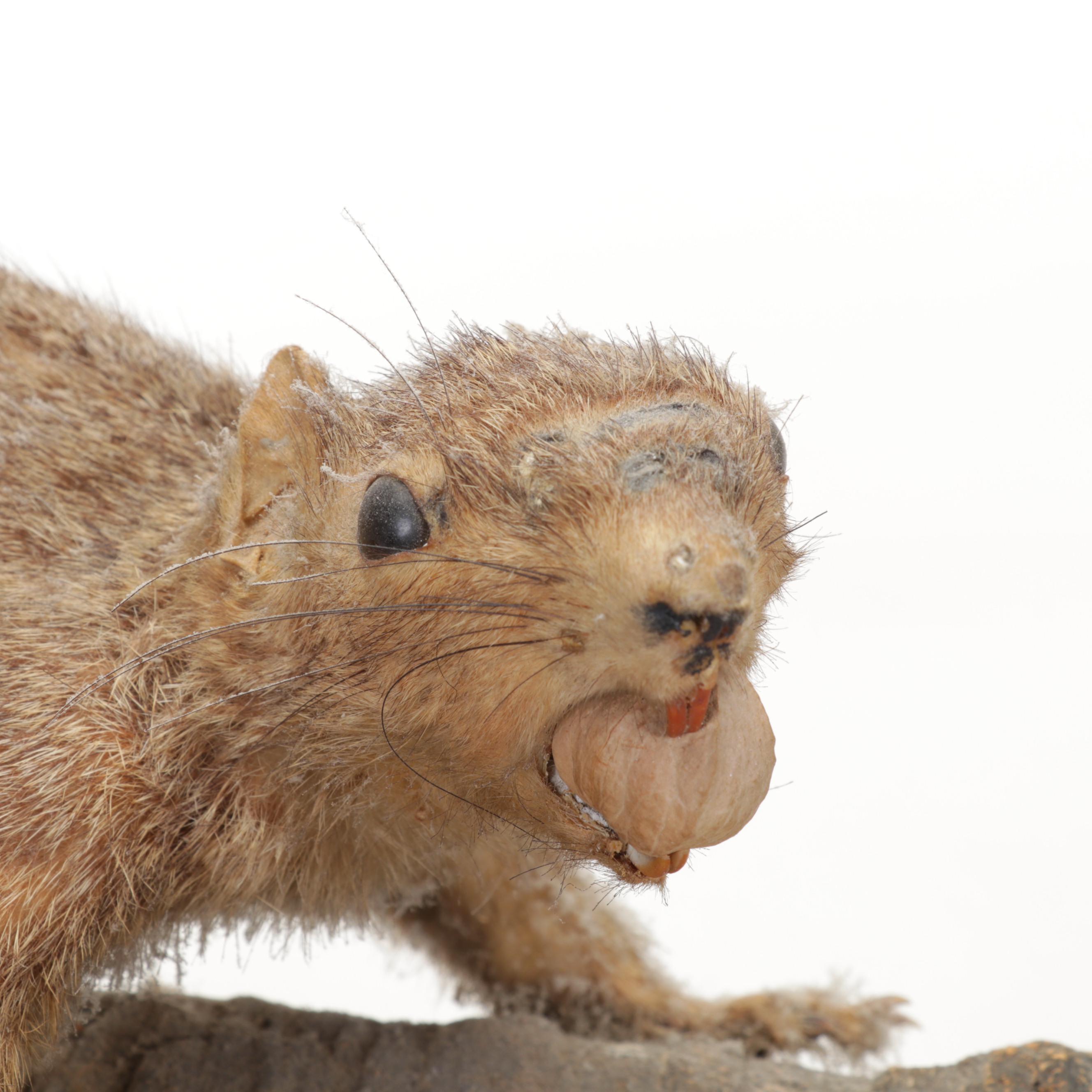 Taxidermy Eastern Fox Squirrel Full Body Mount on Branch