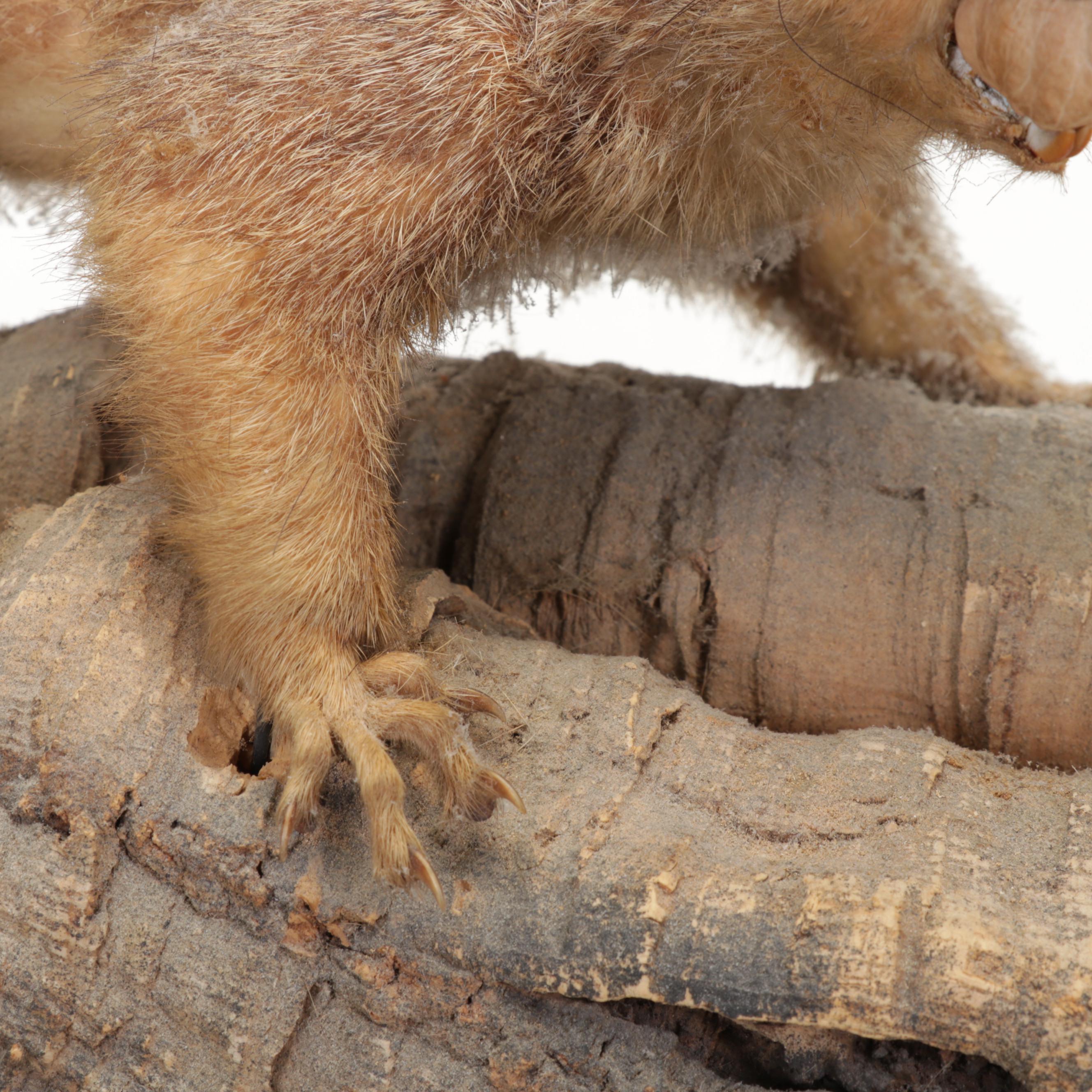 Taxidermy Eastern Fox Squirrel Full Body Mount on Branch