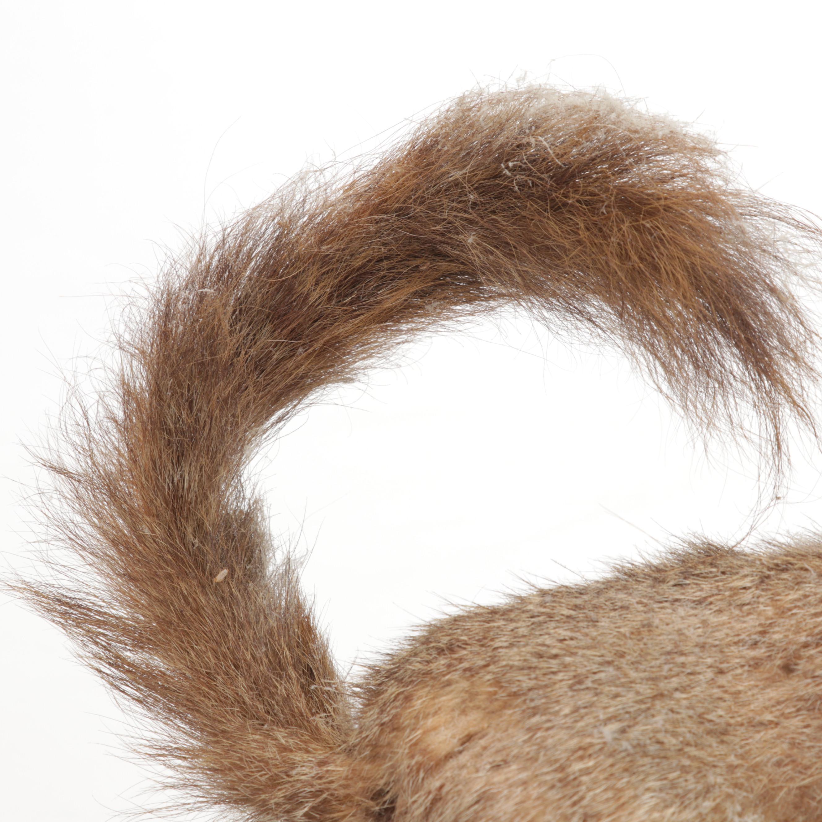 Taxidermy Eastern Fox Squirrel Full Body Mount on Branch