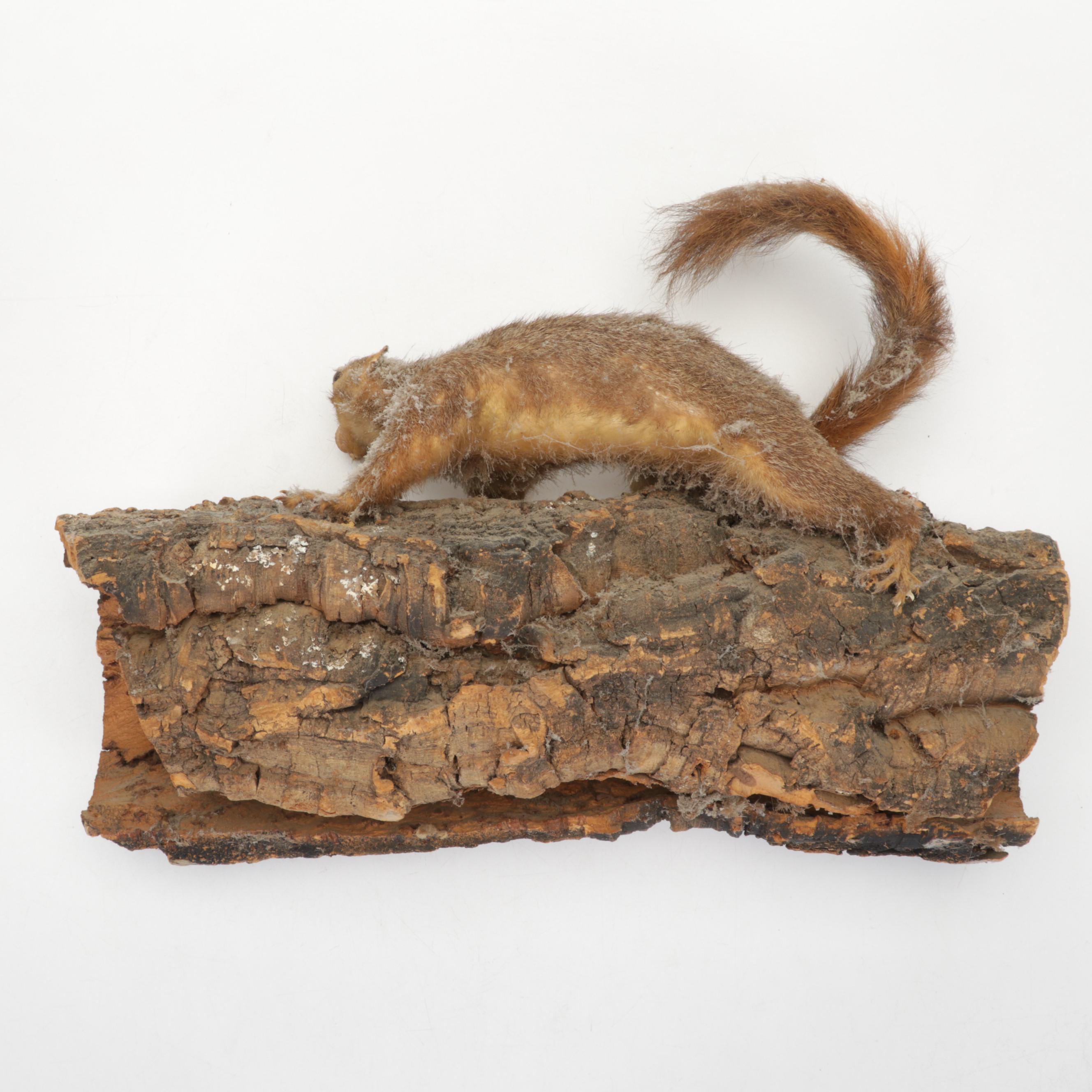 Taxidermy Eastern Fox Squirrel Full Body Mount on Branch
