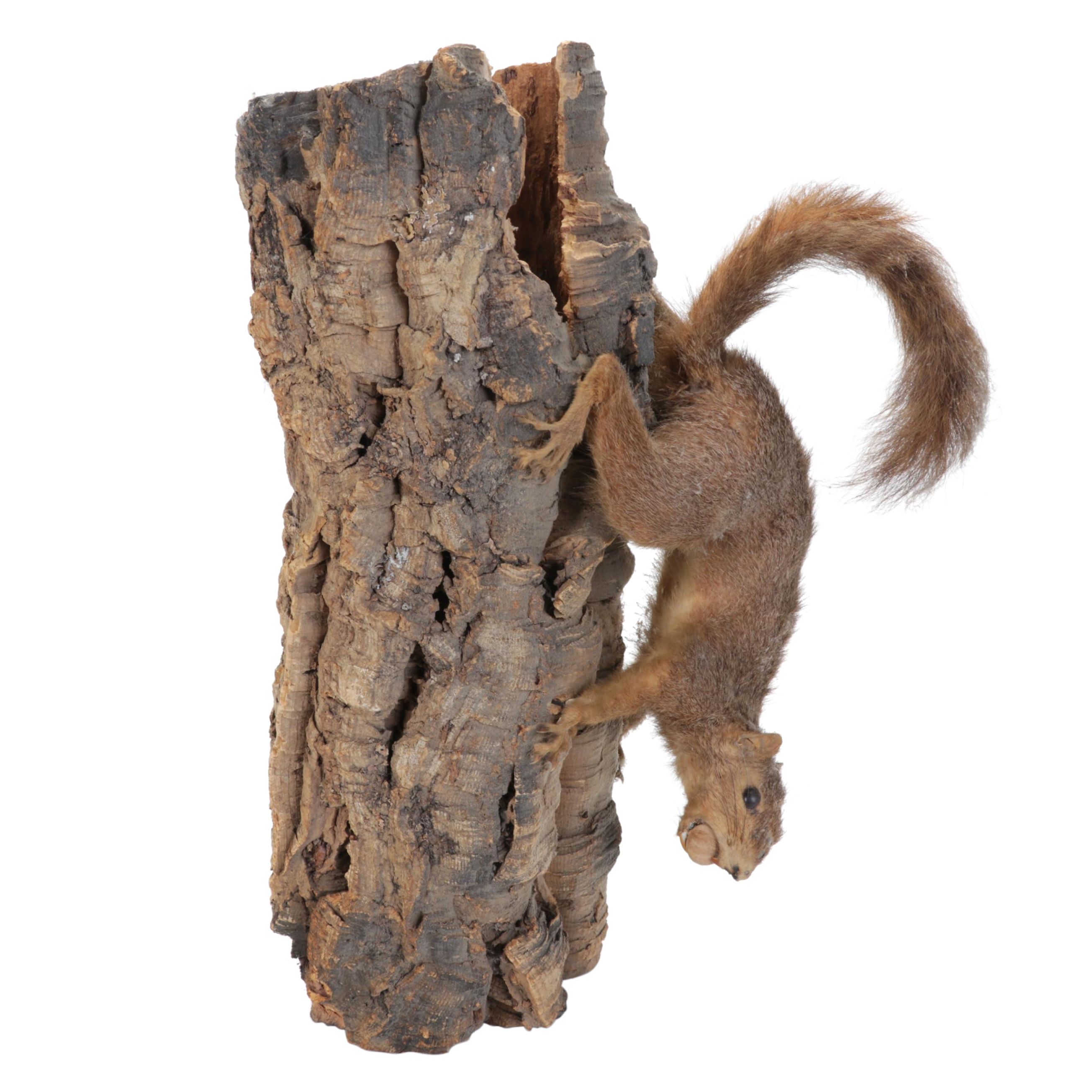 Taxidermy Eastern Fox Squirrel Full Body Mount on Branch