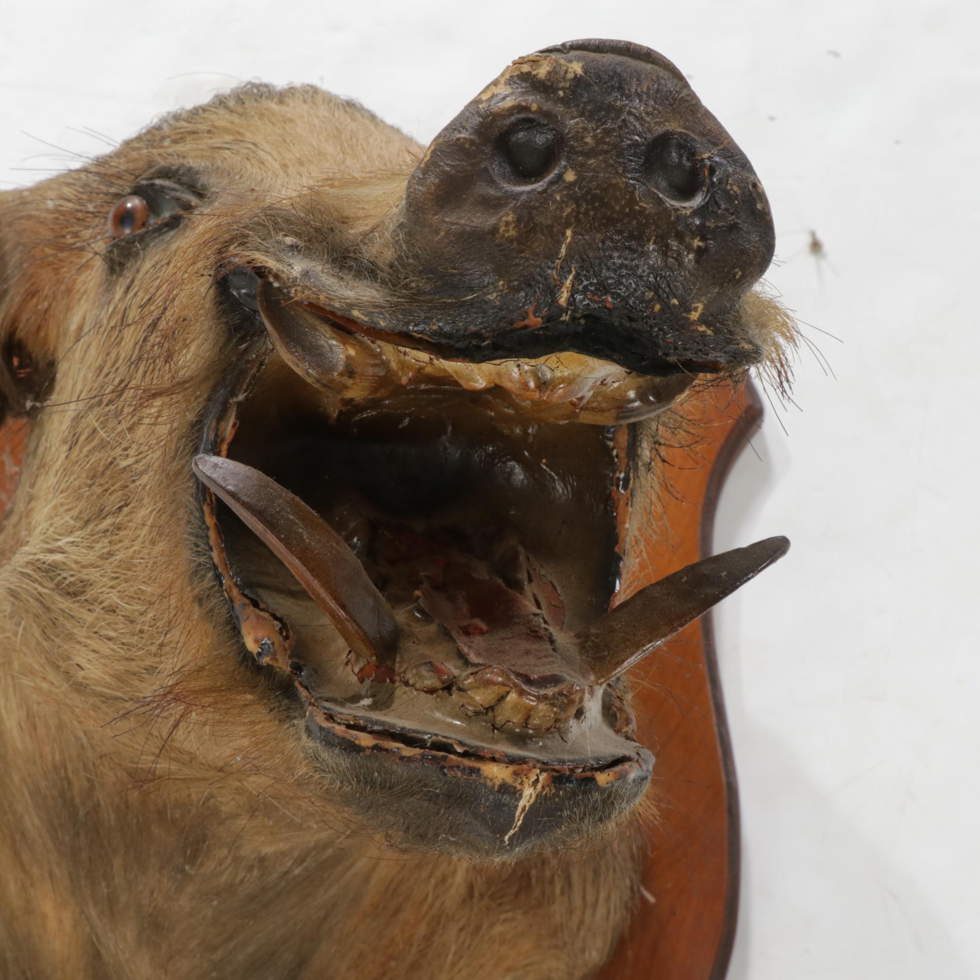Taxidermy Wild Boar Shoulder Mount