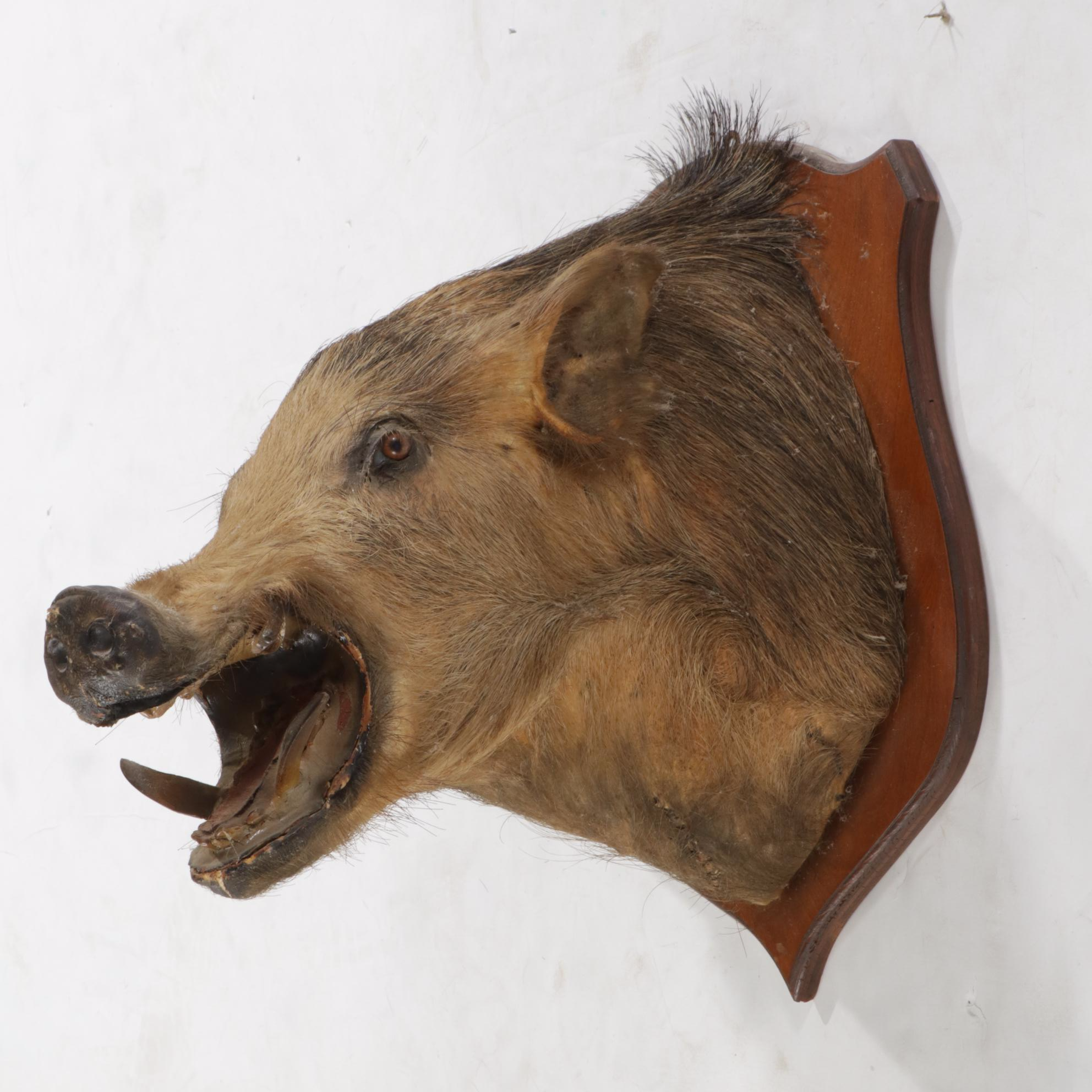Taxidermy Wild Boar Shoulder Mount