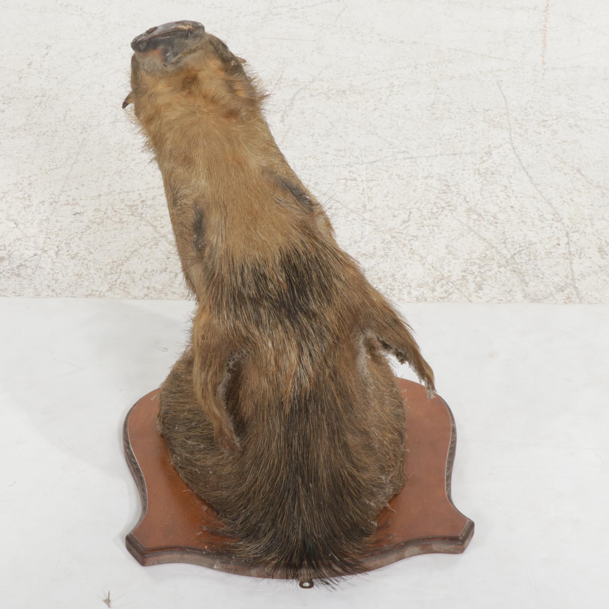 Taxidermy Wild Boar Shoulder Mount