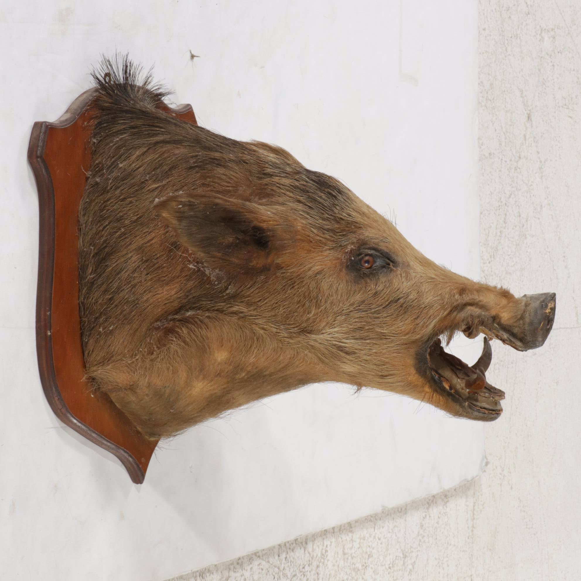 Taxidermy Wild Boar Shoulder Mount