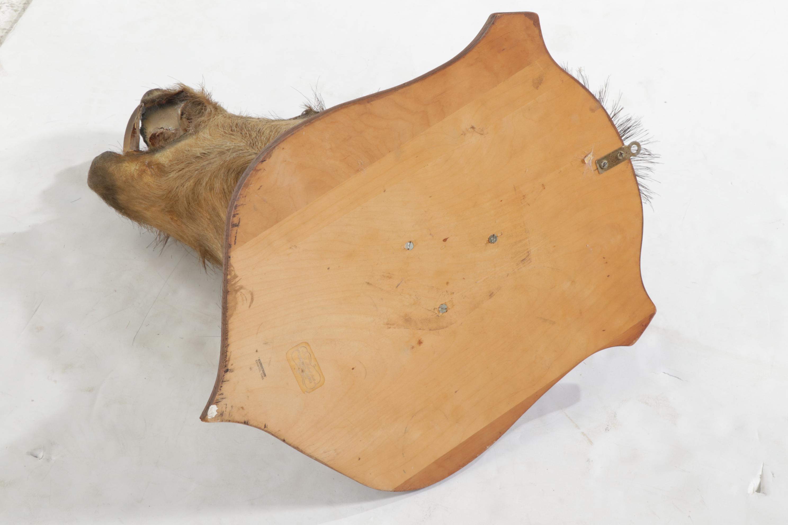 Taxidermy Wild Boar Shoulder Mount