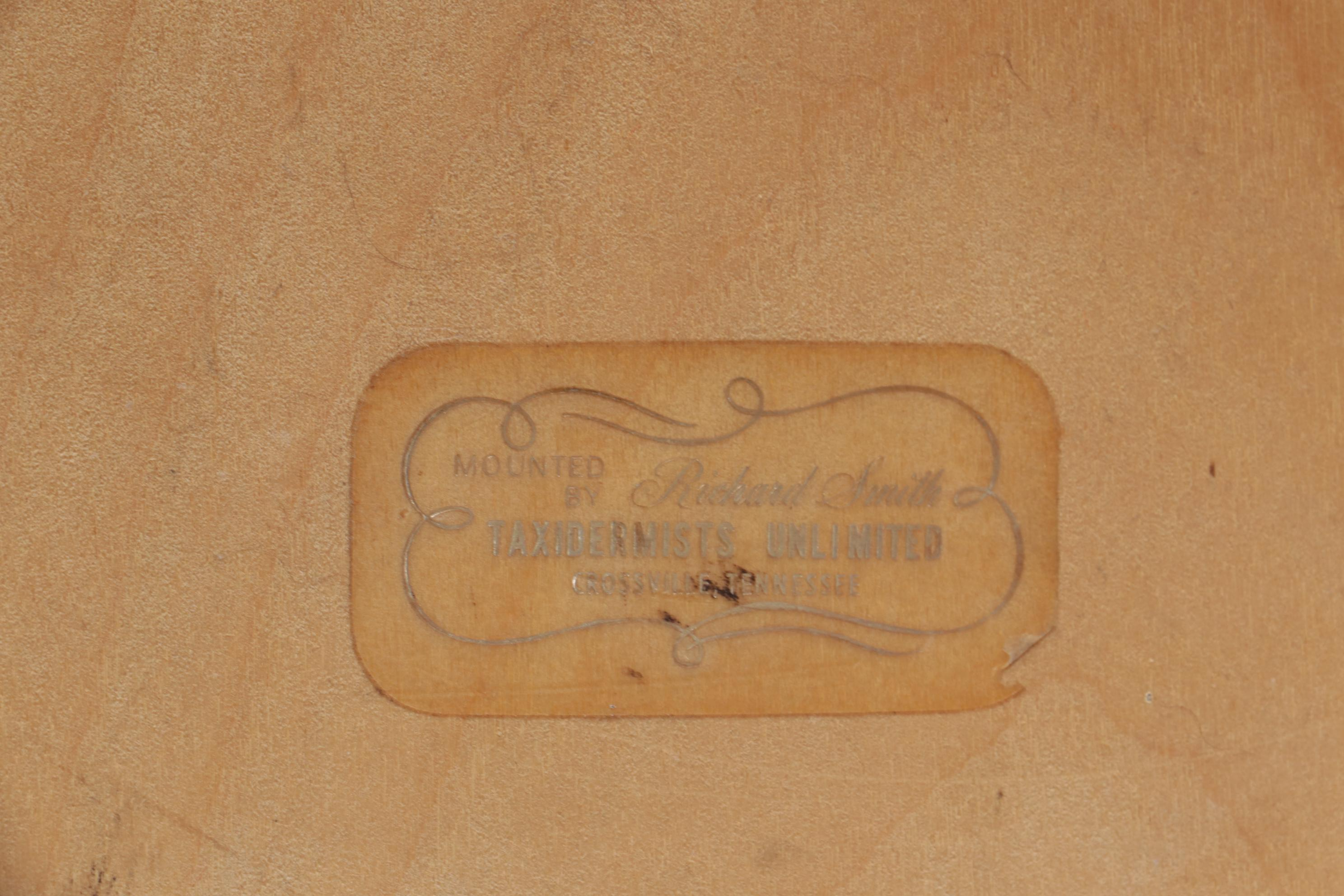 Taxidermy Wild Boar Shoulder Mount