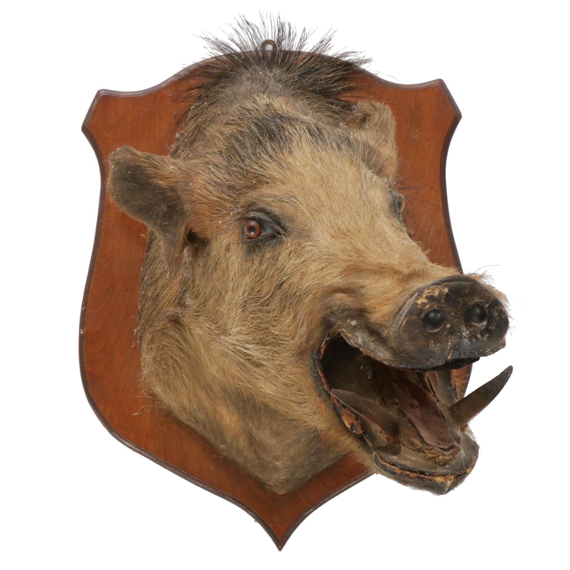 Taxidermy Wild Boar Shoulder Mount