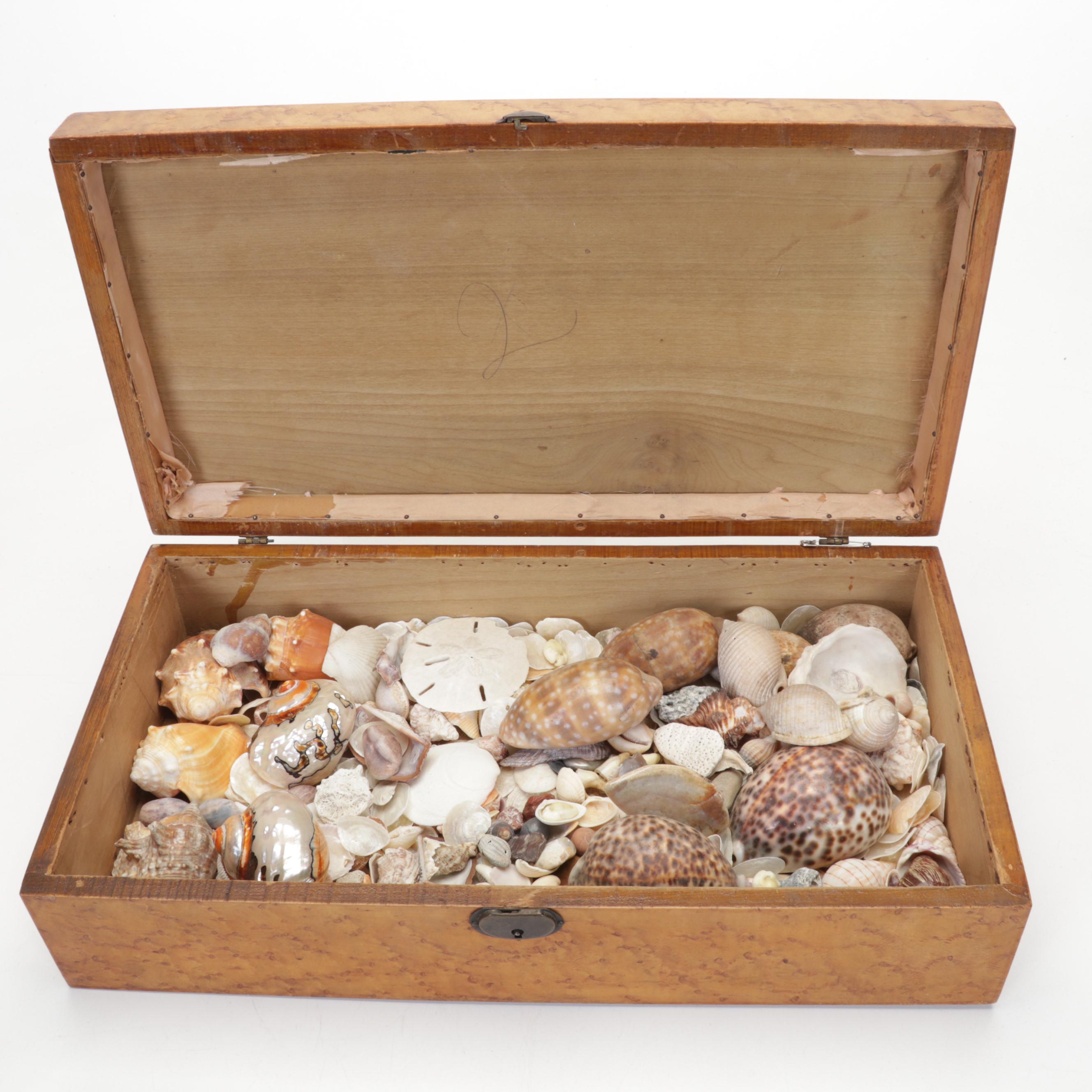 Coralene Glass Vase, Sea Shells, Fossil Coral, Fossil Shark Teeth, Wooden Box