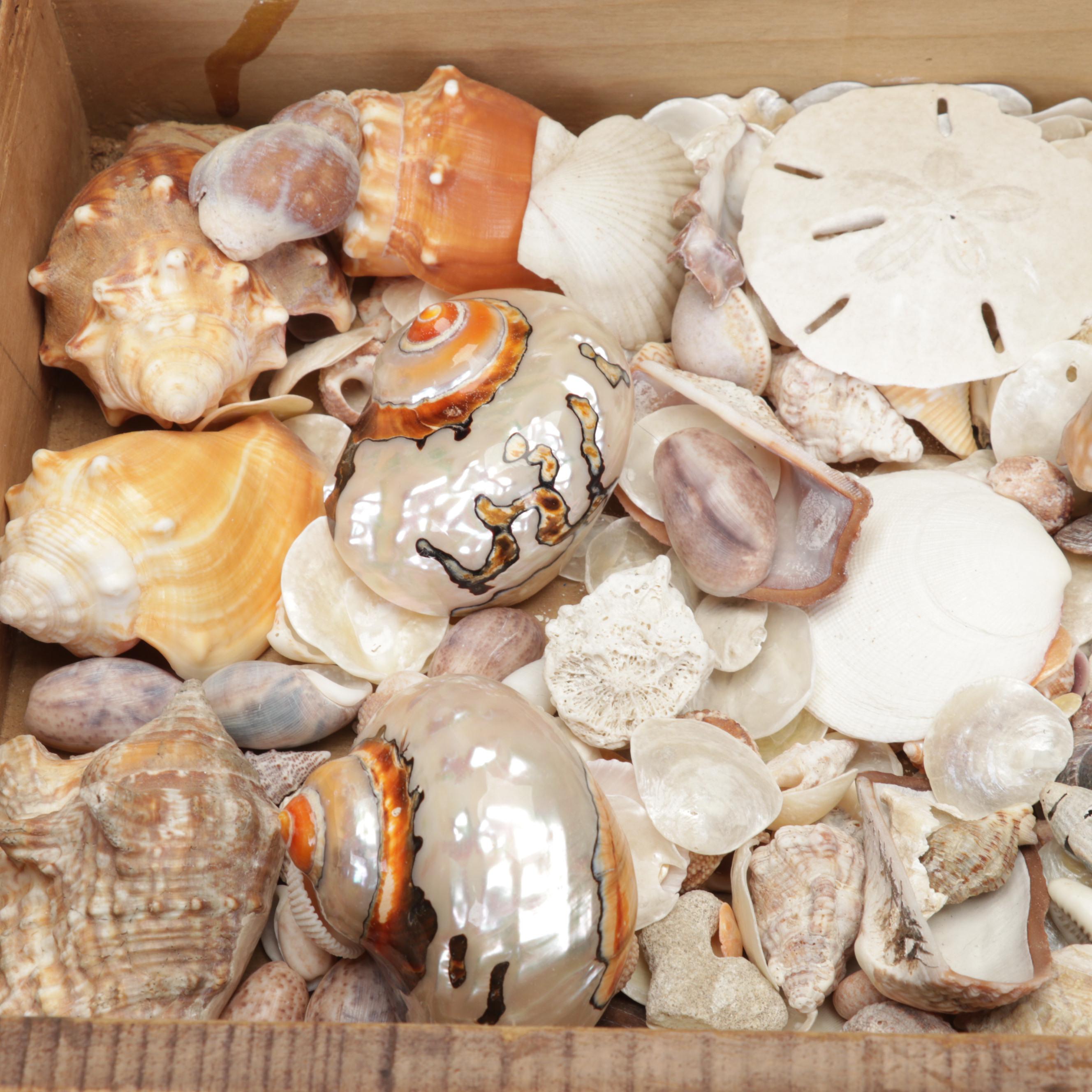 Coralene Glass Vase, Sea Shells, Fossil Coral, Fossil Shark Teeth, Wooden Box