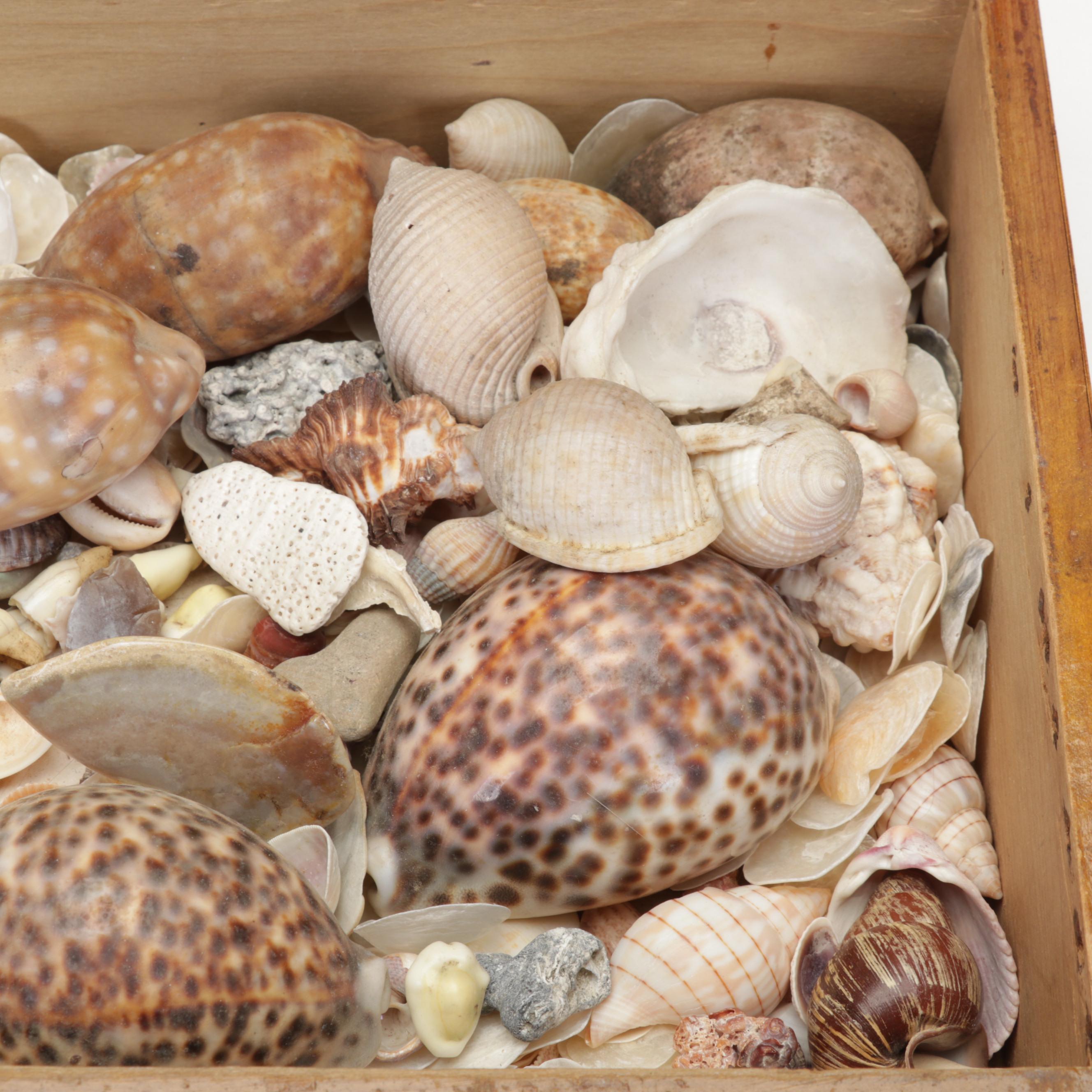 Coralene Glass Vase, Sea Shells, Fossil Coral, Fossil Shark Teeth, Wooden Box