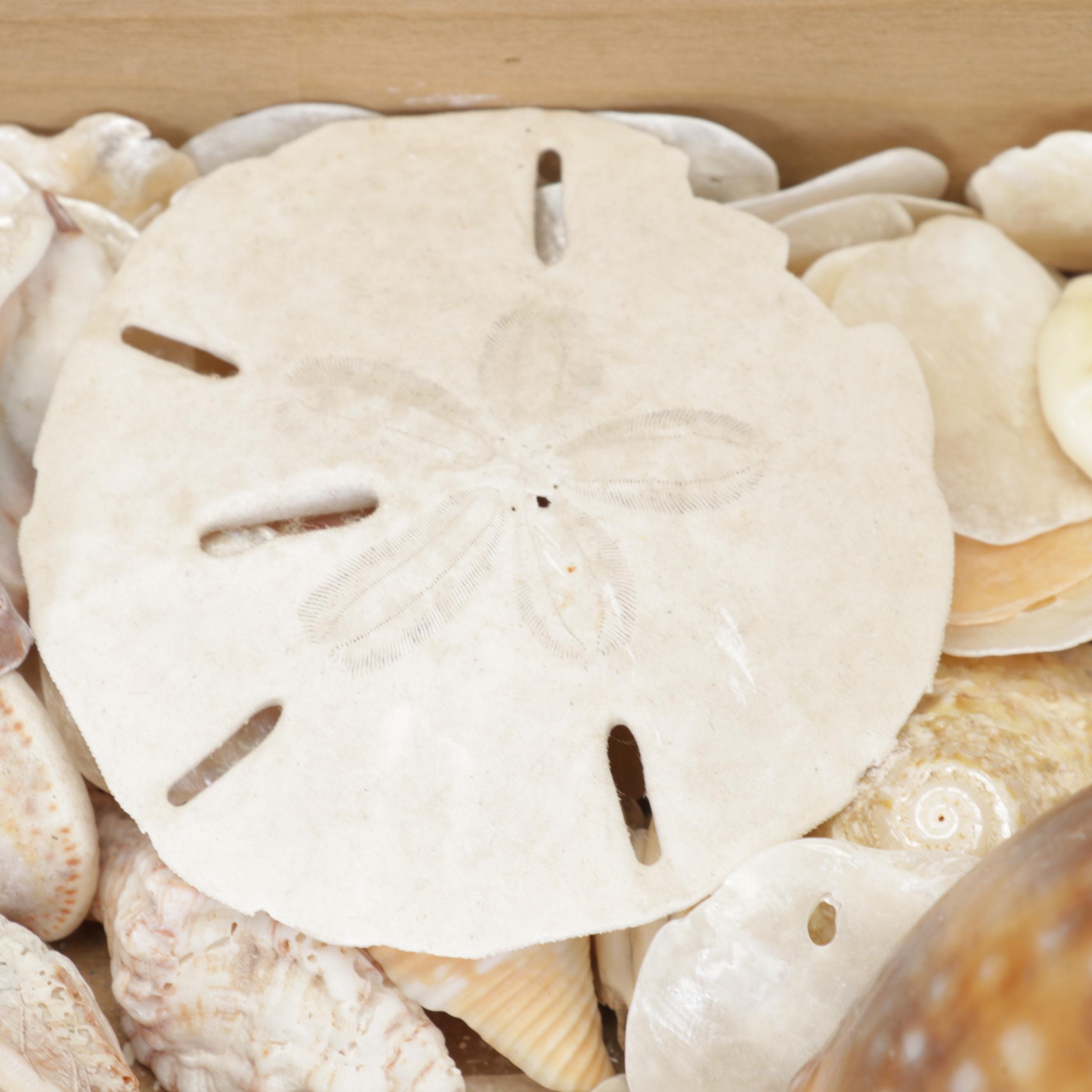 Coralene Glass Vase, Sea Shells, Fossil Coral, Fossil Shark Teeth, Wooden Box