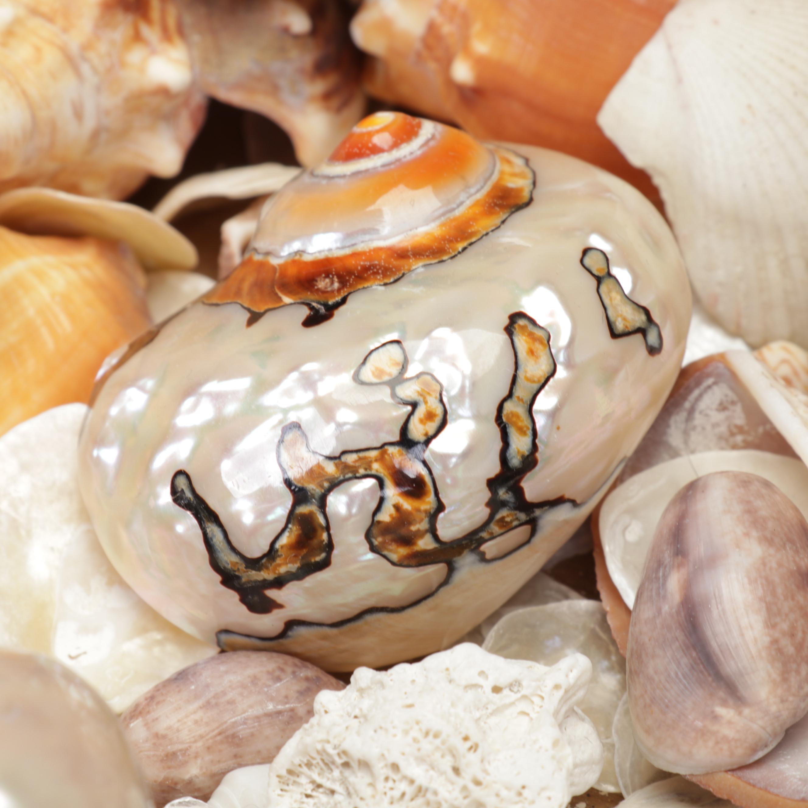 Coralene Glass Vase, Sea Shells, Fossil Coral, Fossil Shark Teeth, Wooden Box