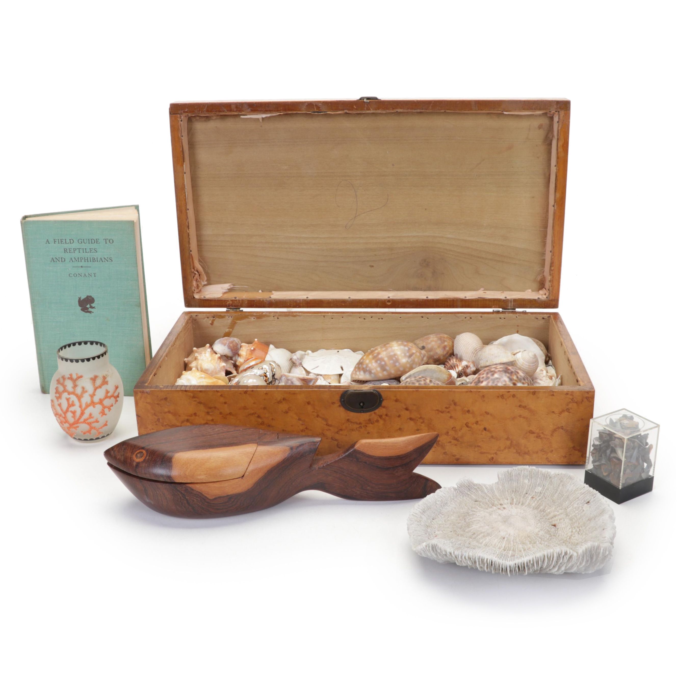 Coralene Glass Vase, Sea Shells, Fossil Coral, Fossil Shark Teeth, Wooden Box