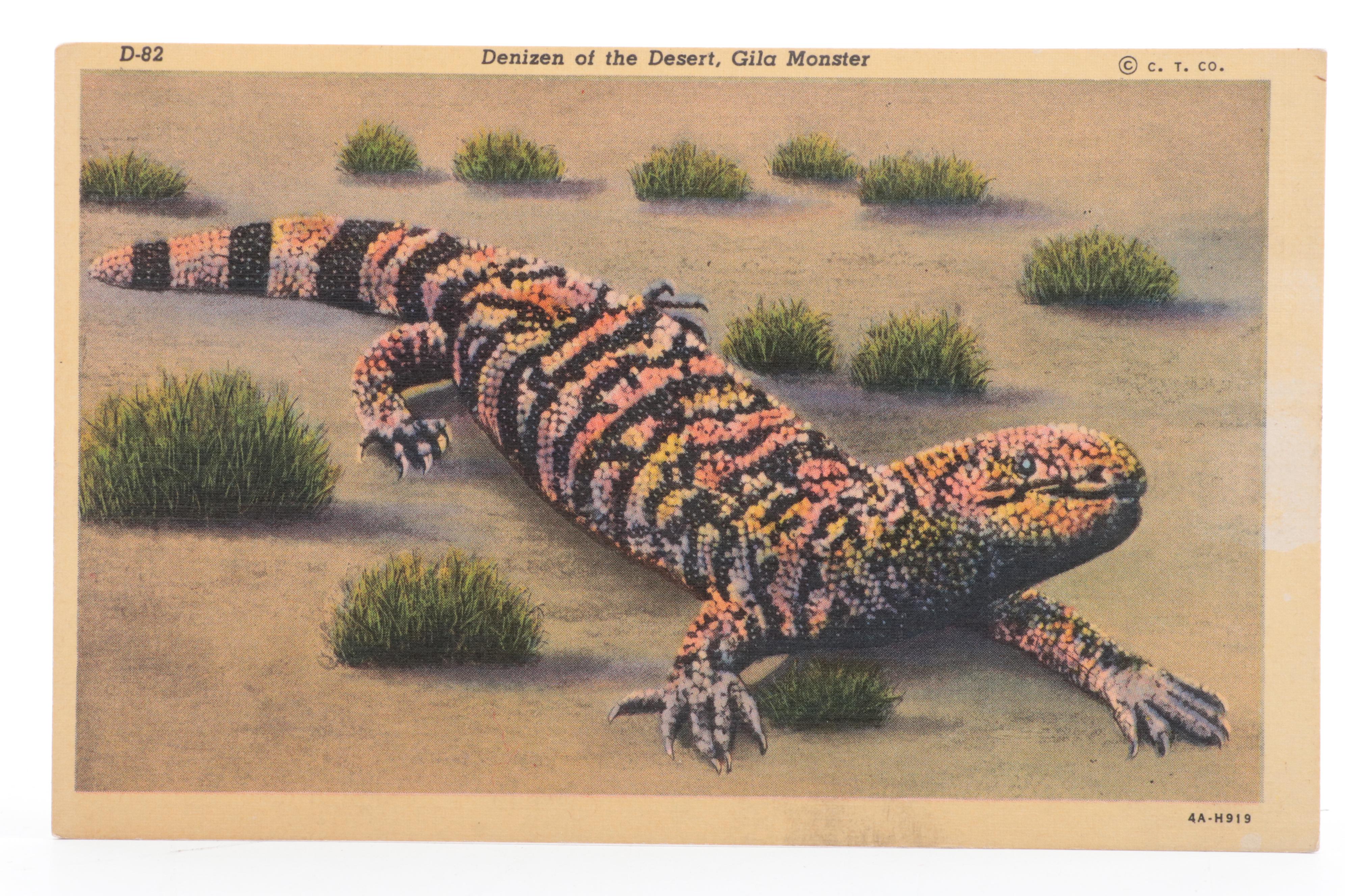 Tichnor Bros. and More United States Landmarks Souvenir Postcards, Early 20th C.