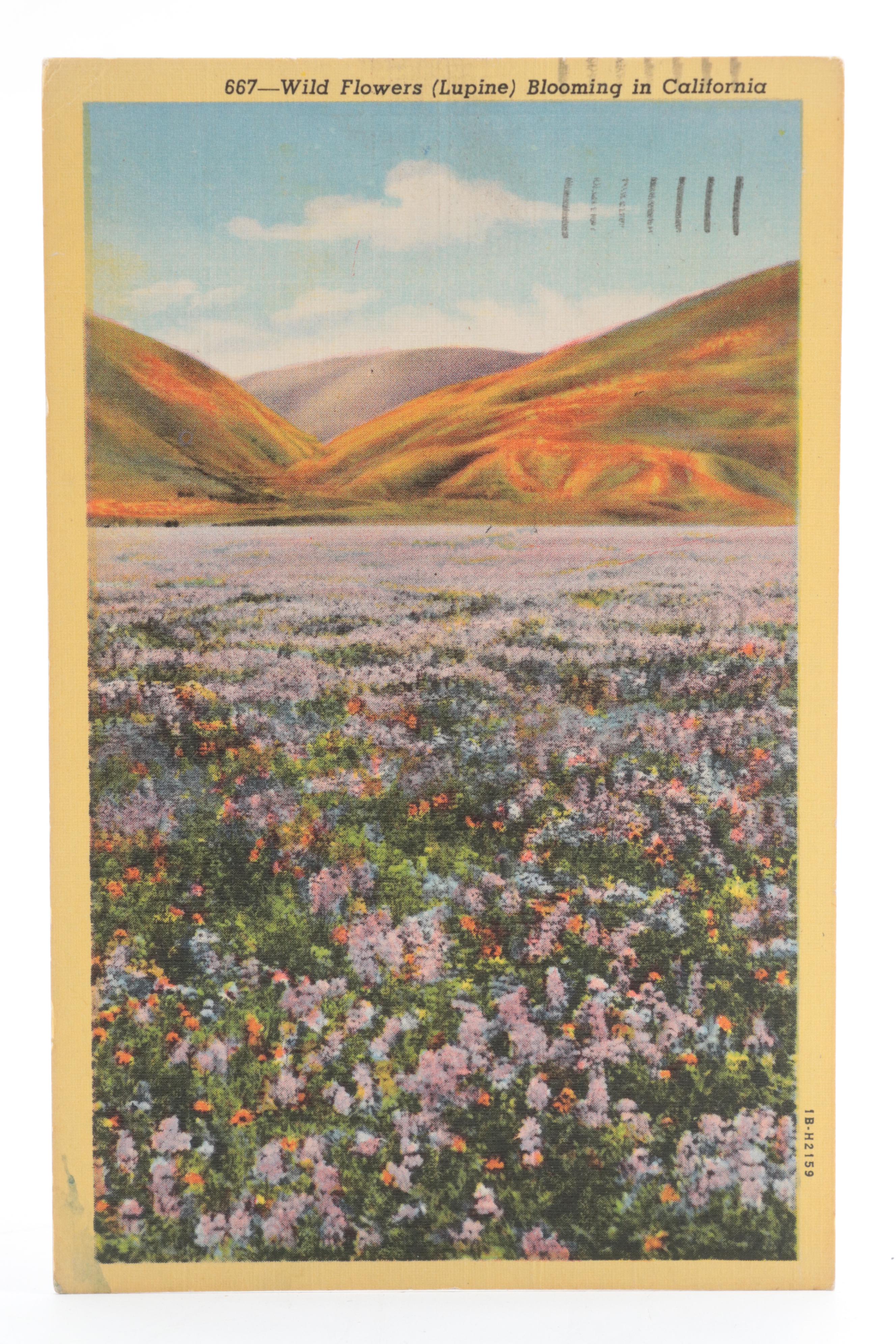 Tichnor Bros. and More United States Landmarks Souvenir Postcards, Early 20th C.