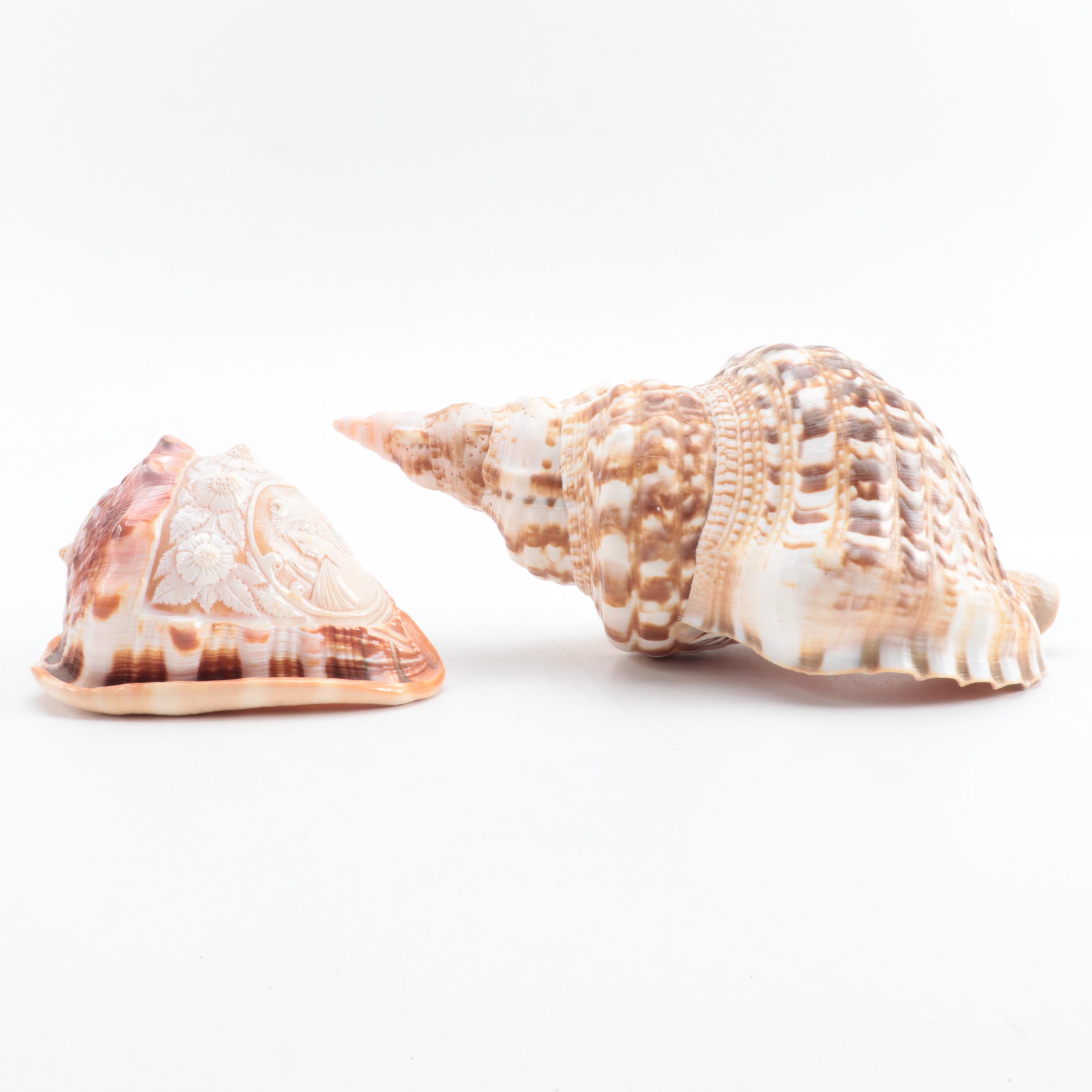 Carved Cameo Helmet and Triton Conch Specimen Shells