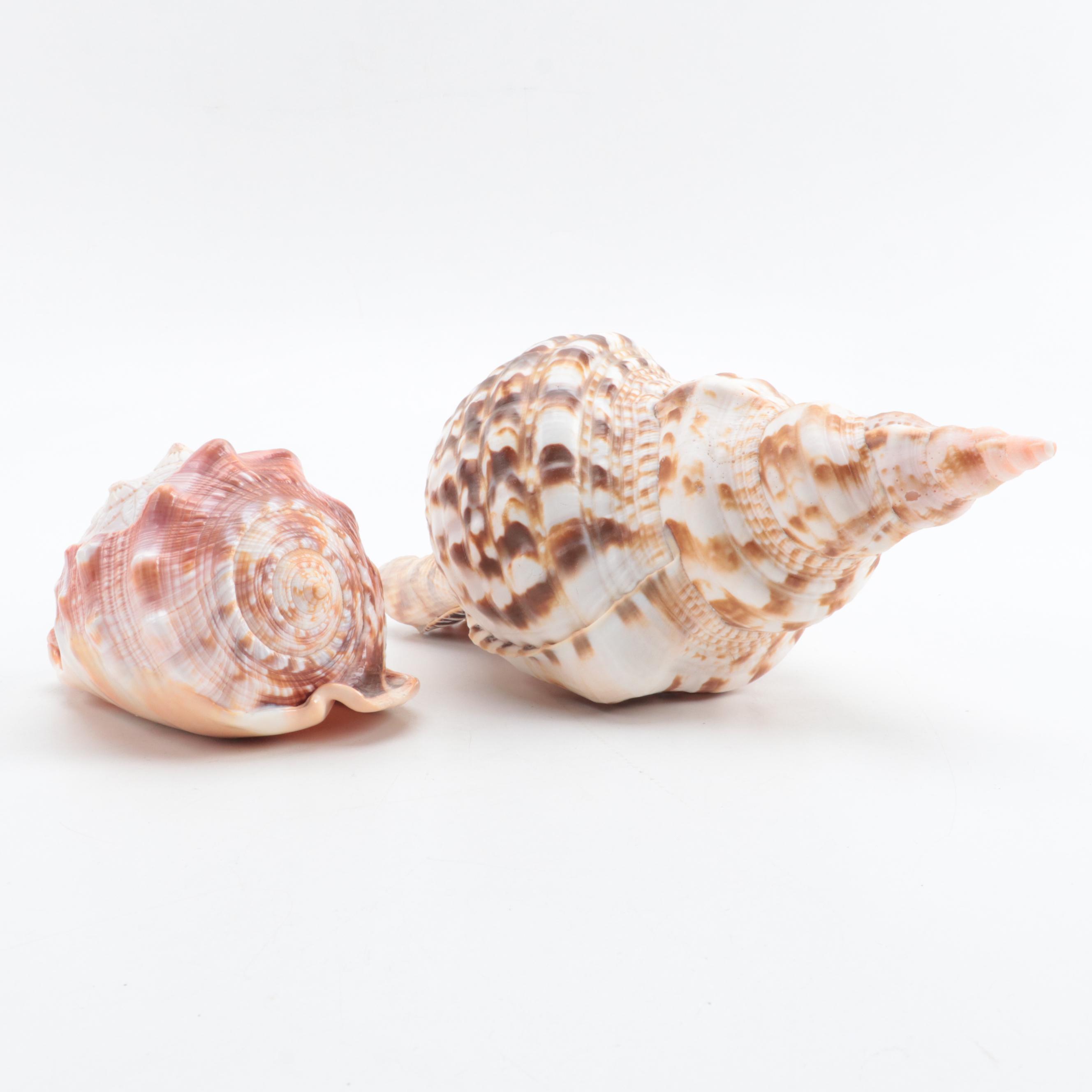 Carved Cameo Helmet and Triton Conch Specimen Shells