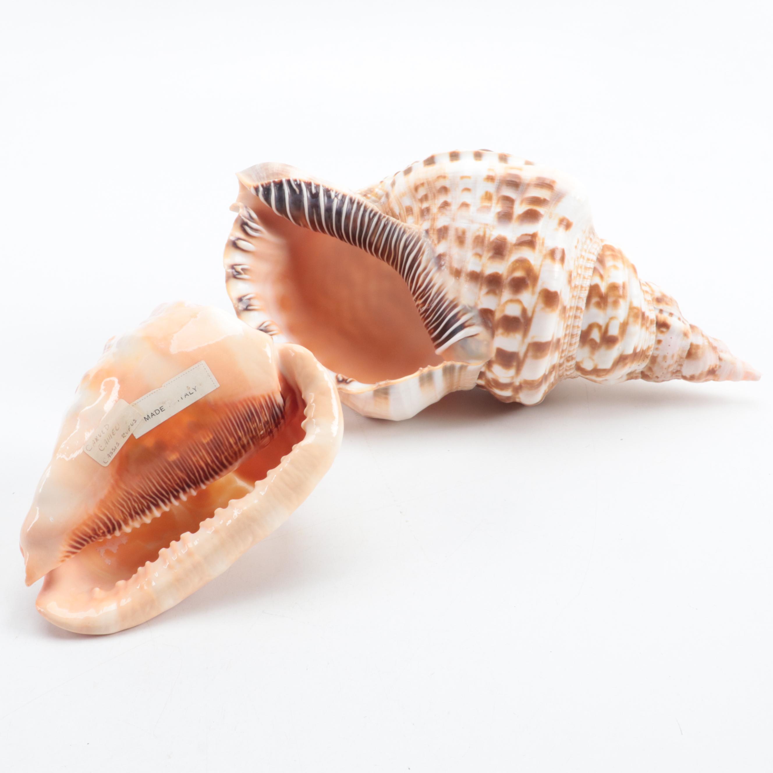 Carved Cameo Helmet and Triton Conch Specimen Shells