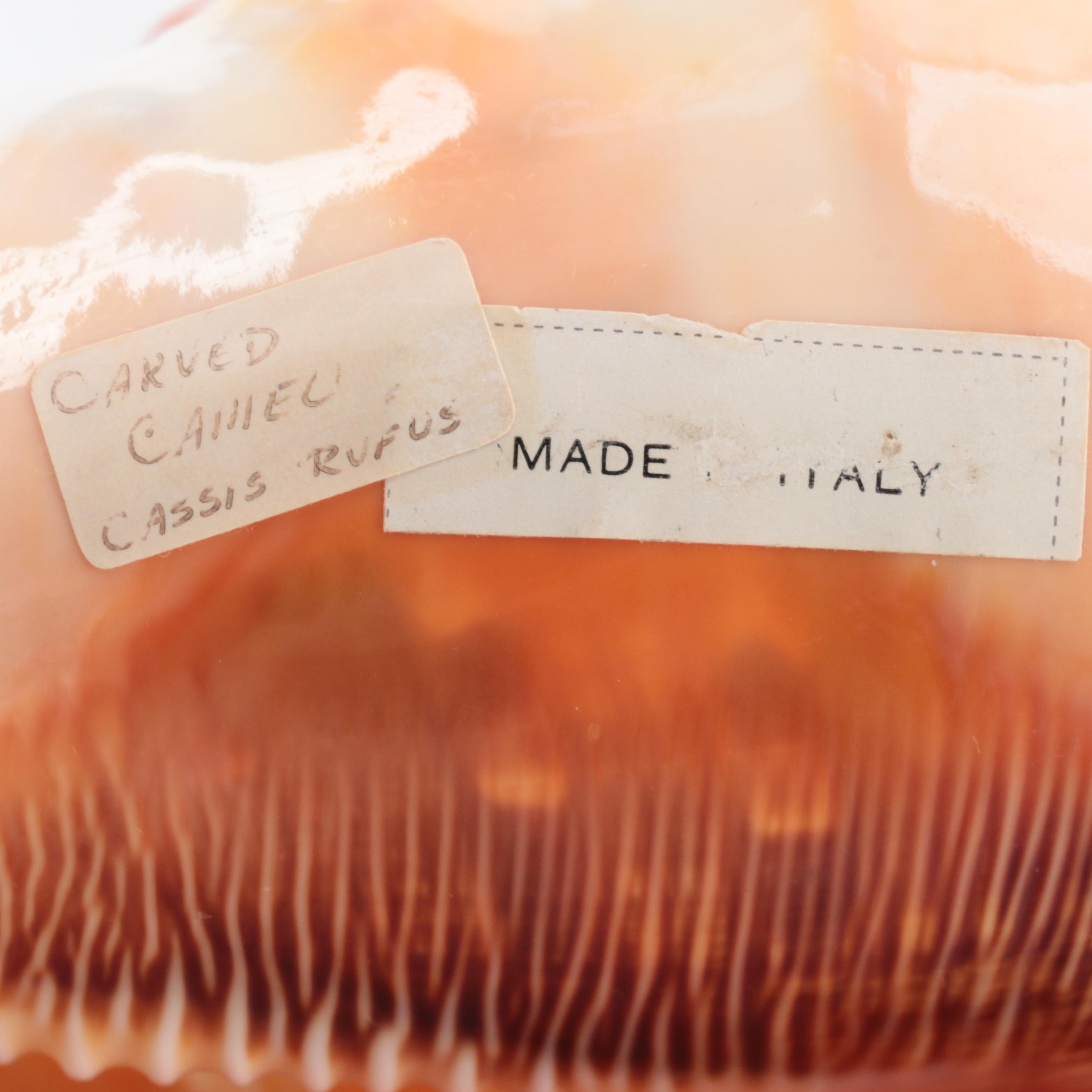 Carved Cameo Helmet and Triton Conch Specimen Shells