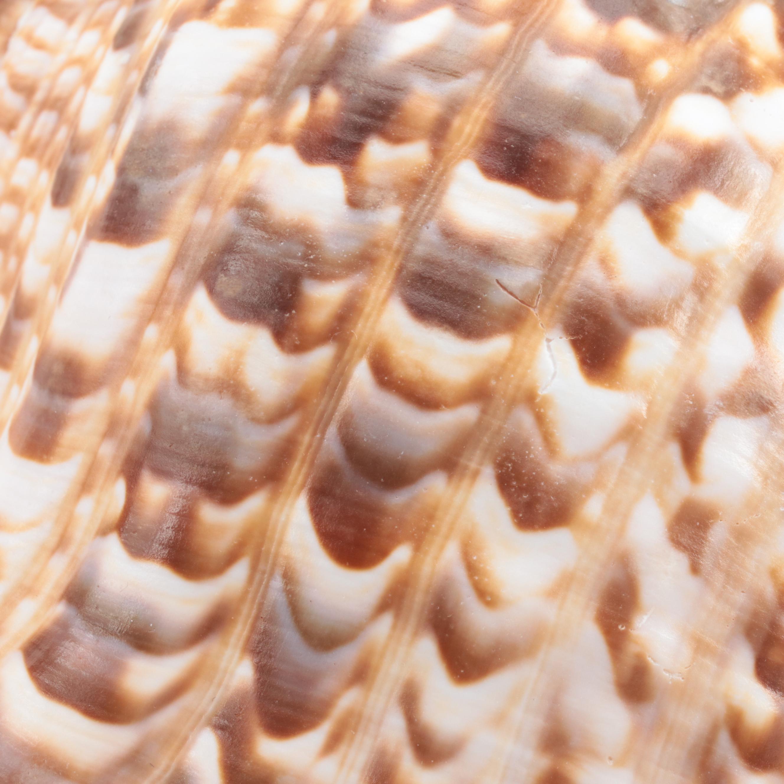 Carved Cameo Helmet and Triton Conch Specimen Shells