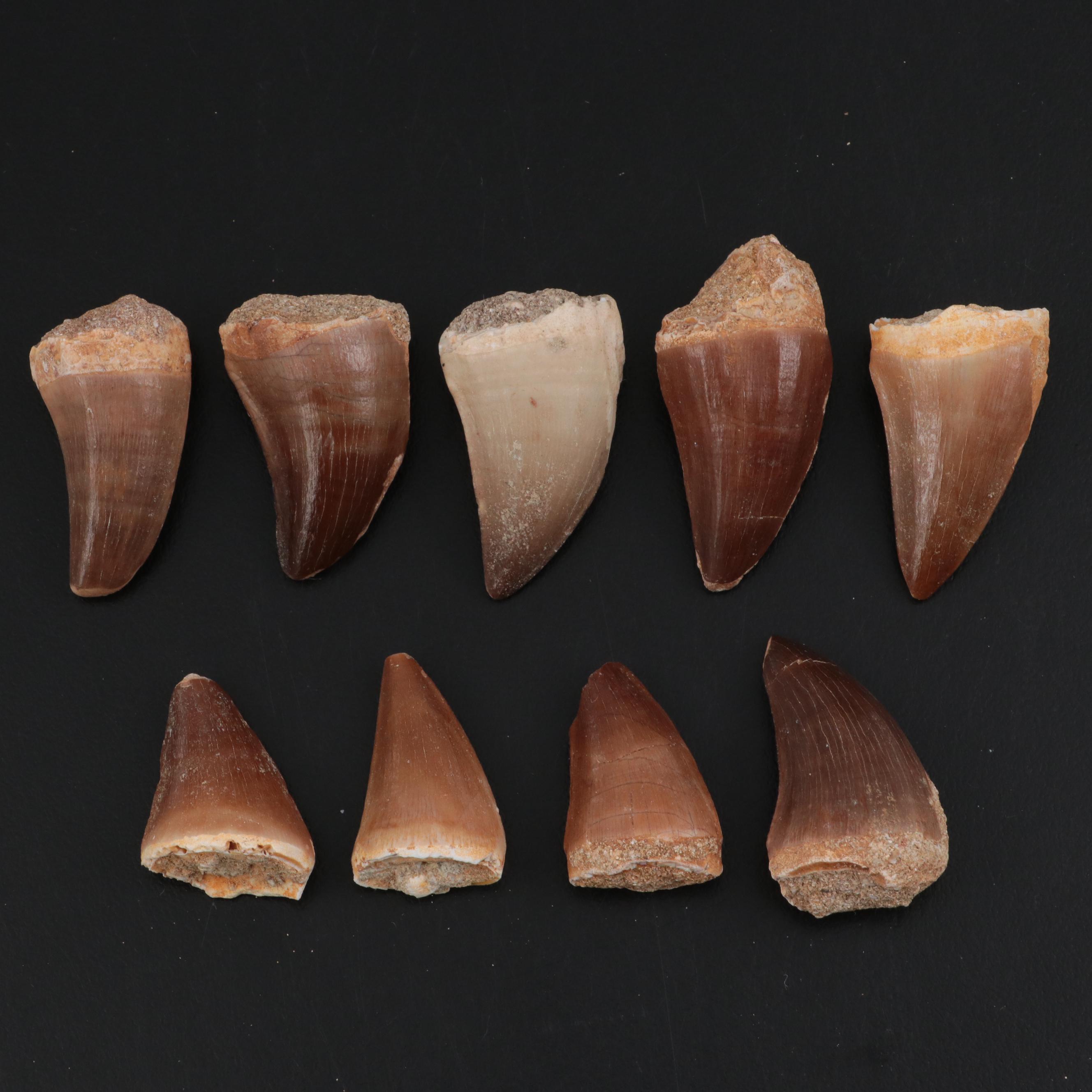 Fossilized Mosasaurus Teeth
