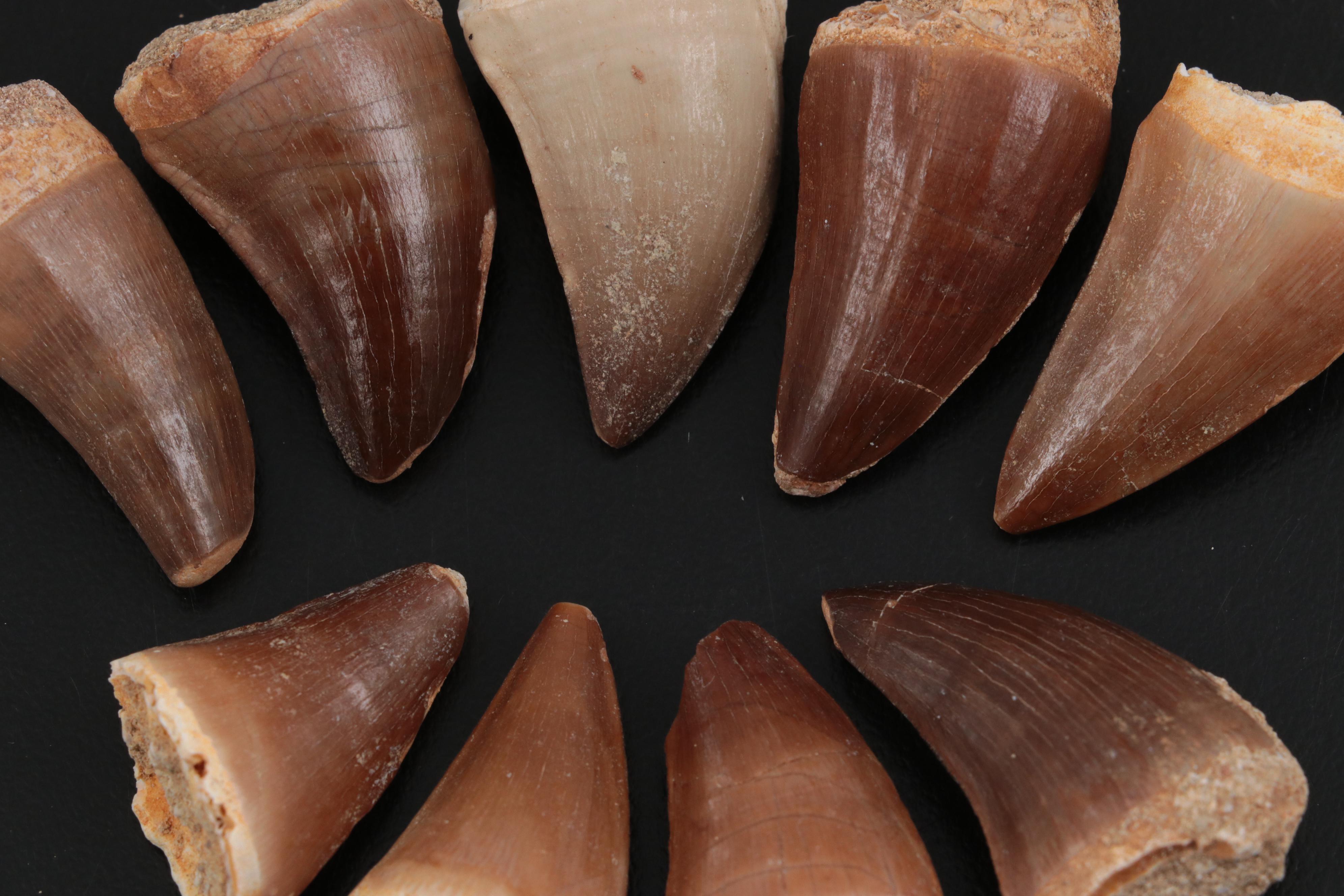 Fossilized Mosasaurus Teeth
