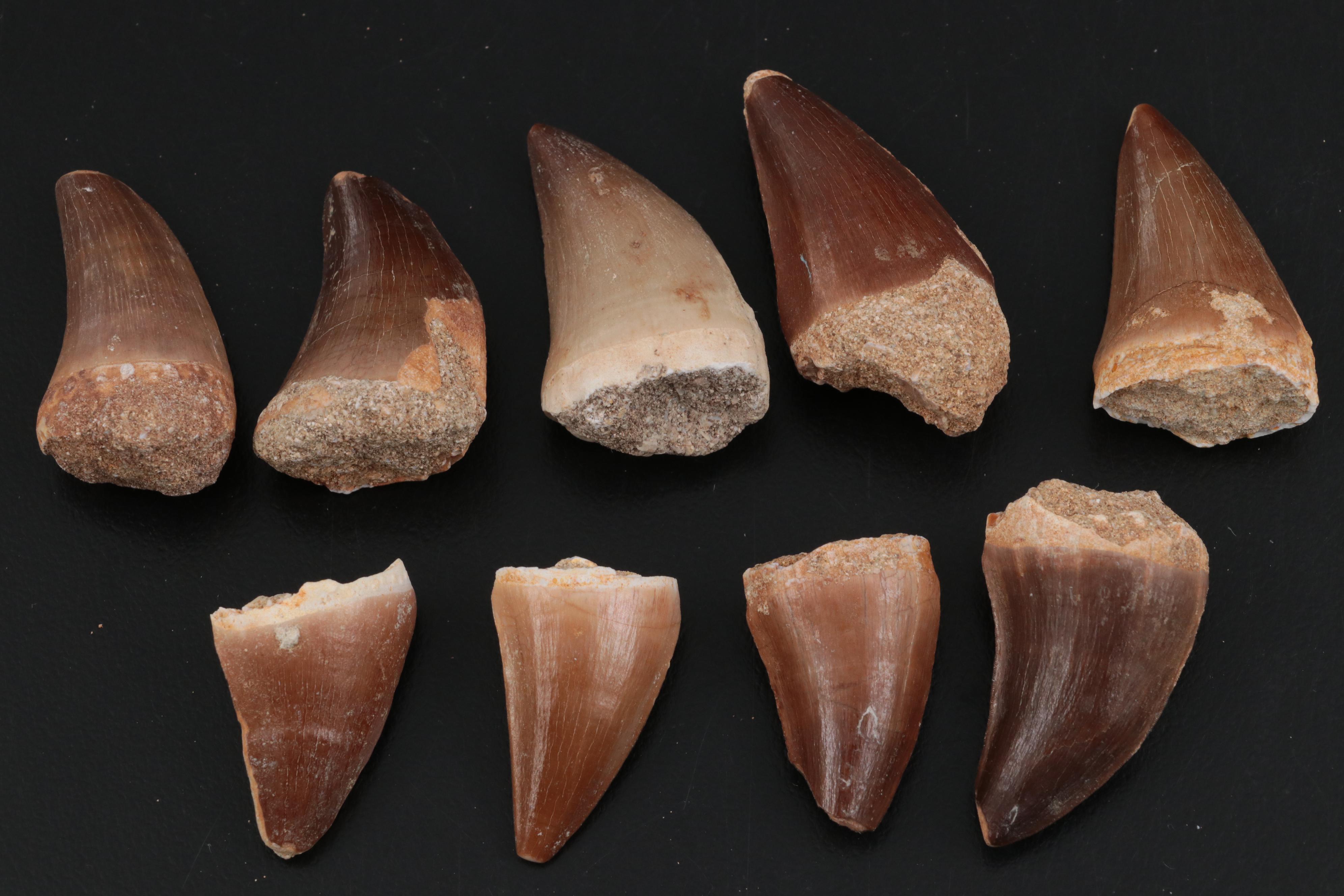 Fossilized Mosasaurus Teeth