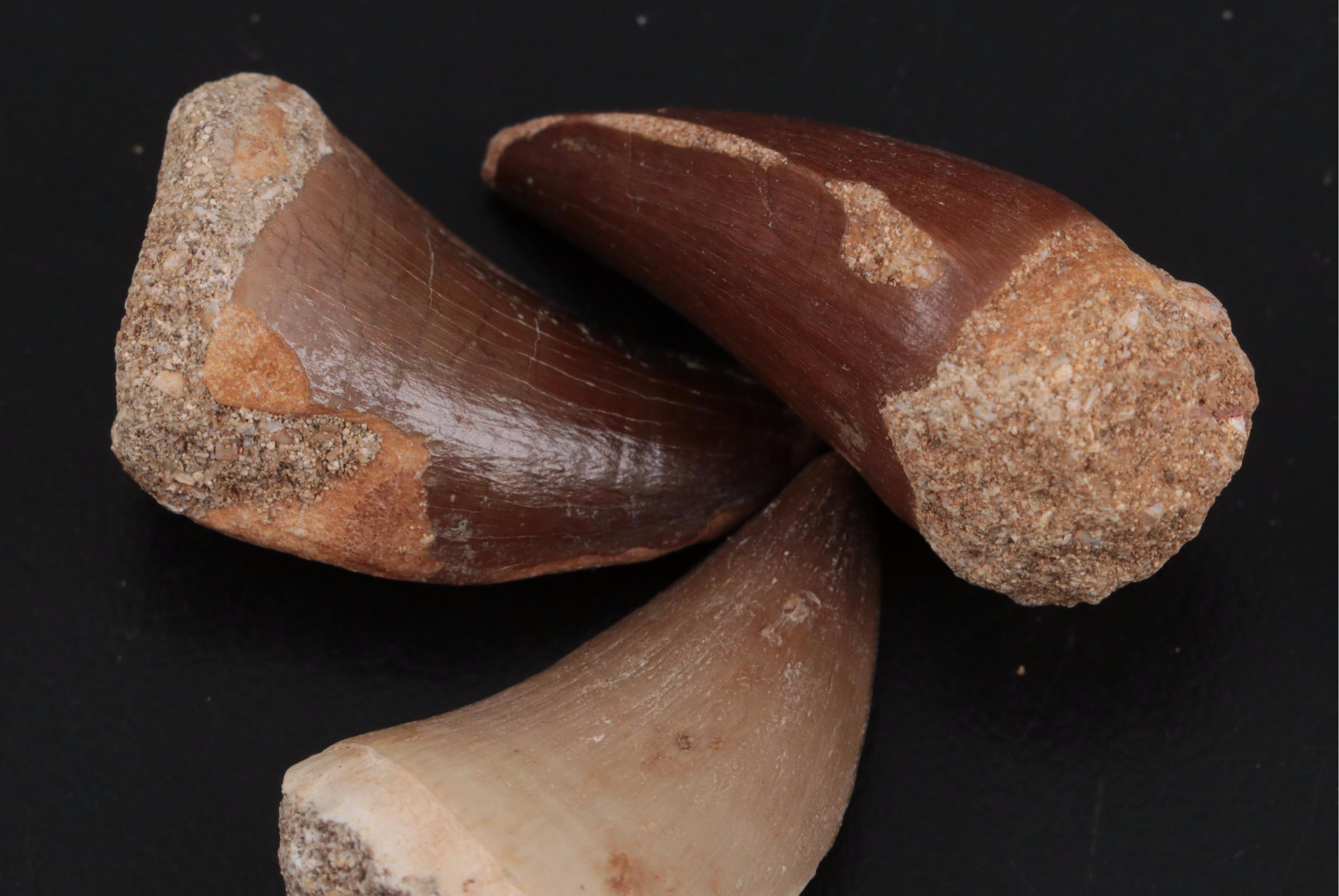 Fossilized Mosasaurus Teeth
