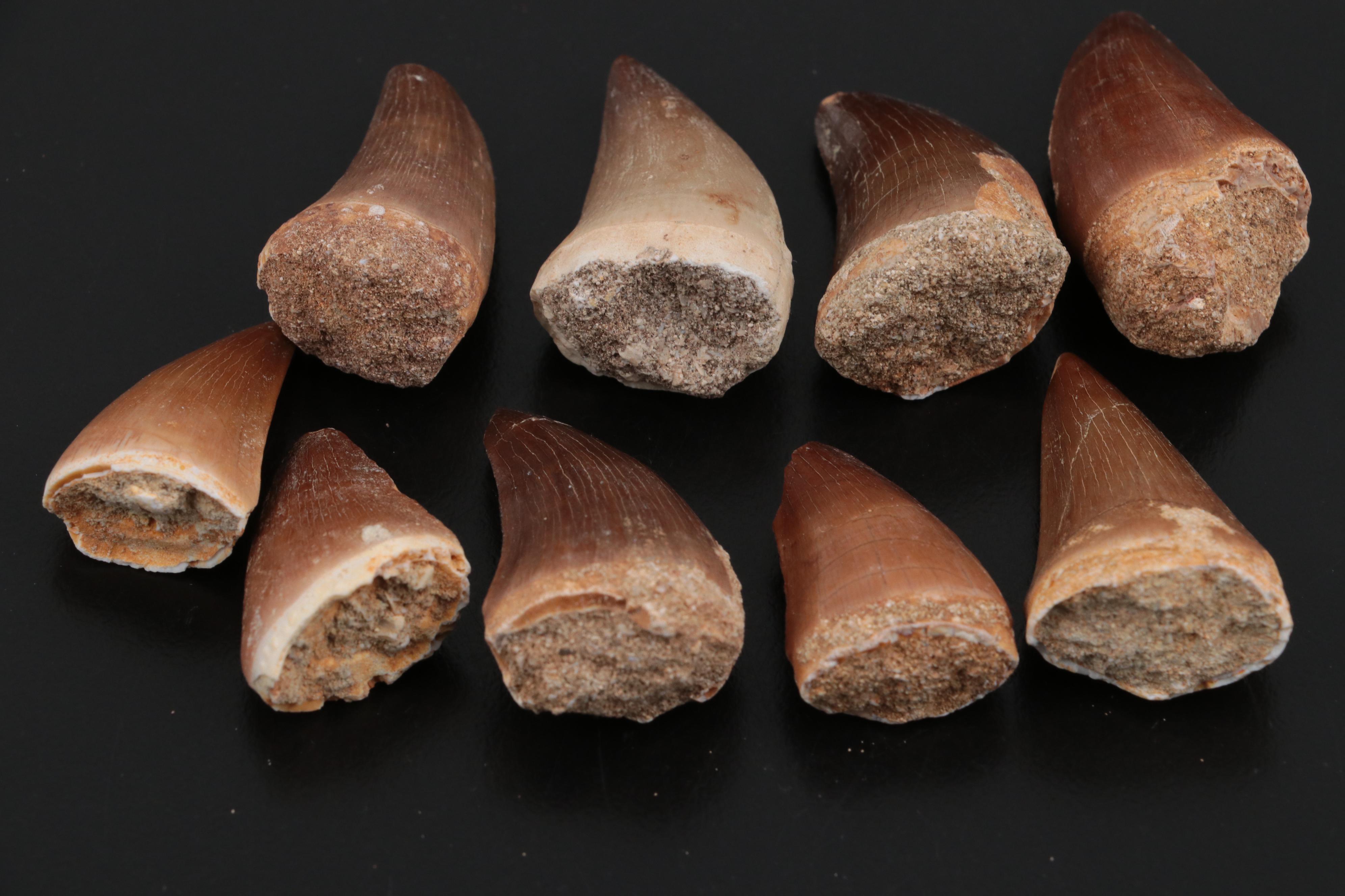 Fossilized Mosasaurus Teeth